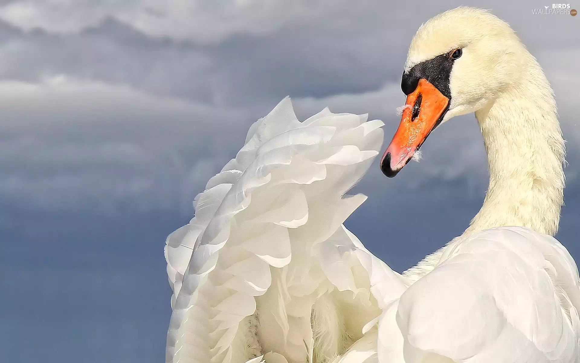 Swans, Beatyfull, White