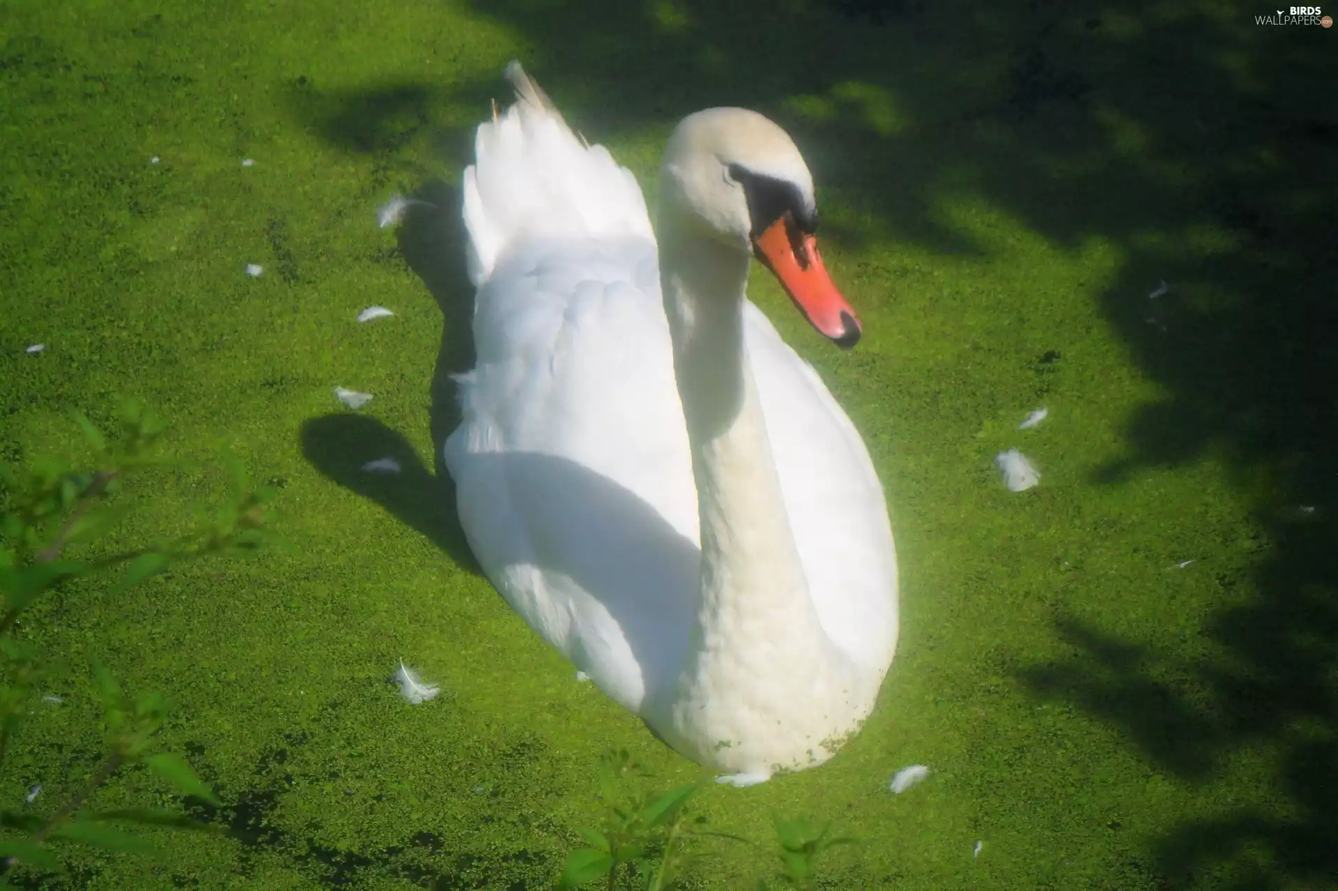 Swans, Beatyfull, White