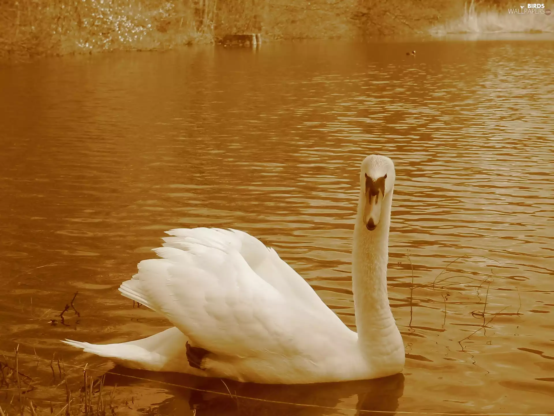 White, flows, lake, Swans