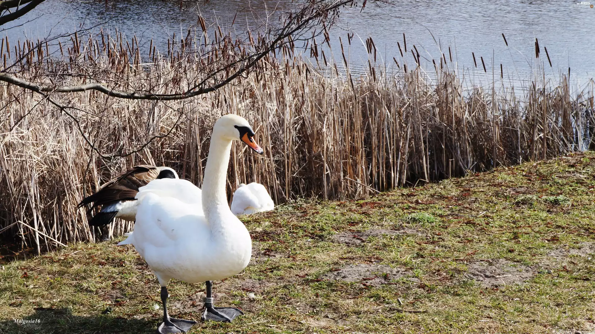 White, Cane, water, Swans