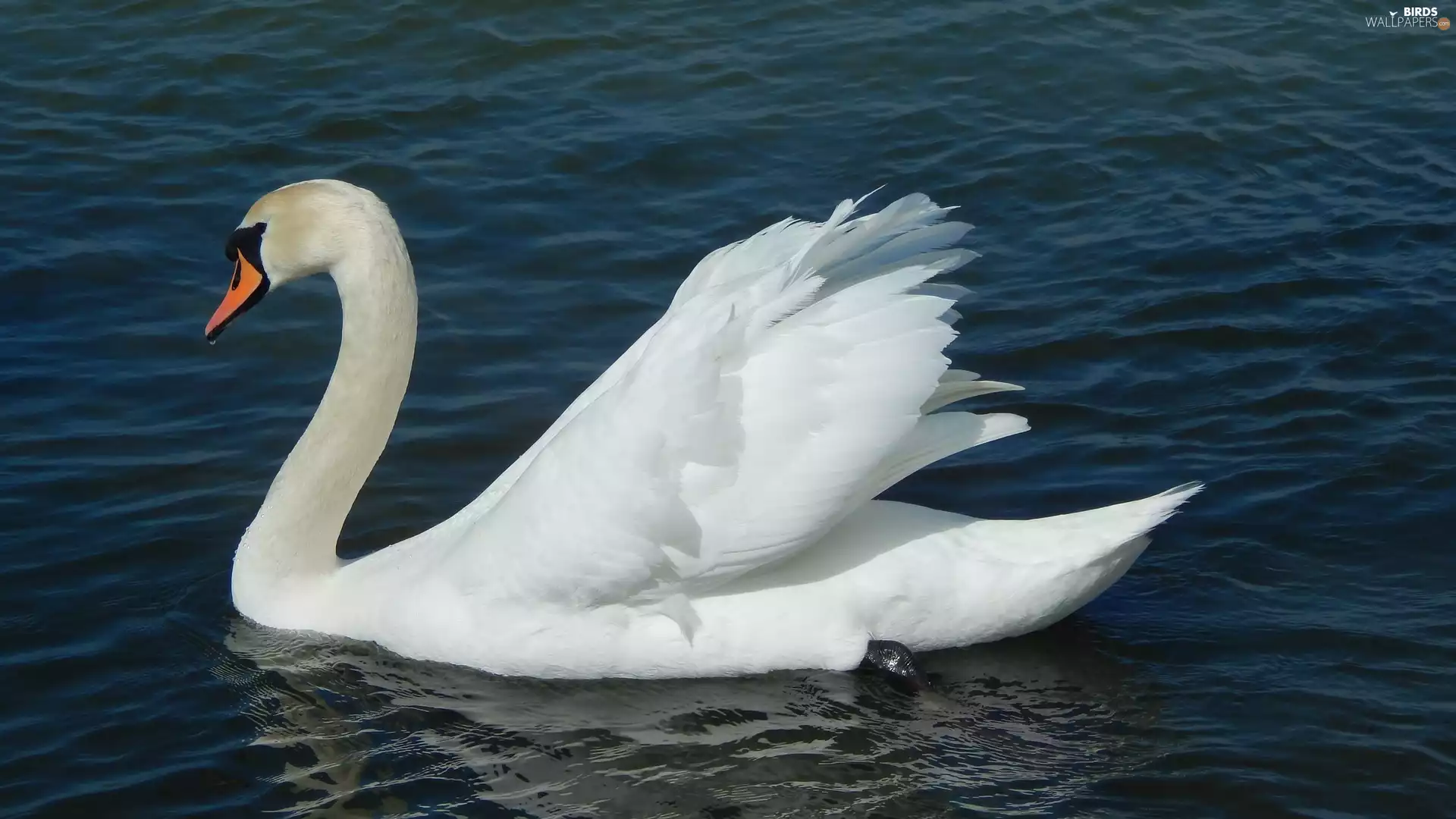 Swans, water, White