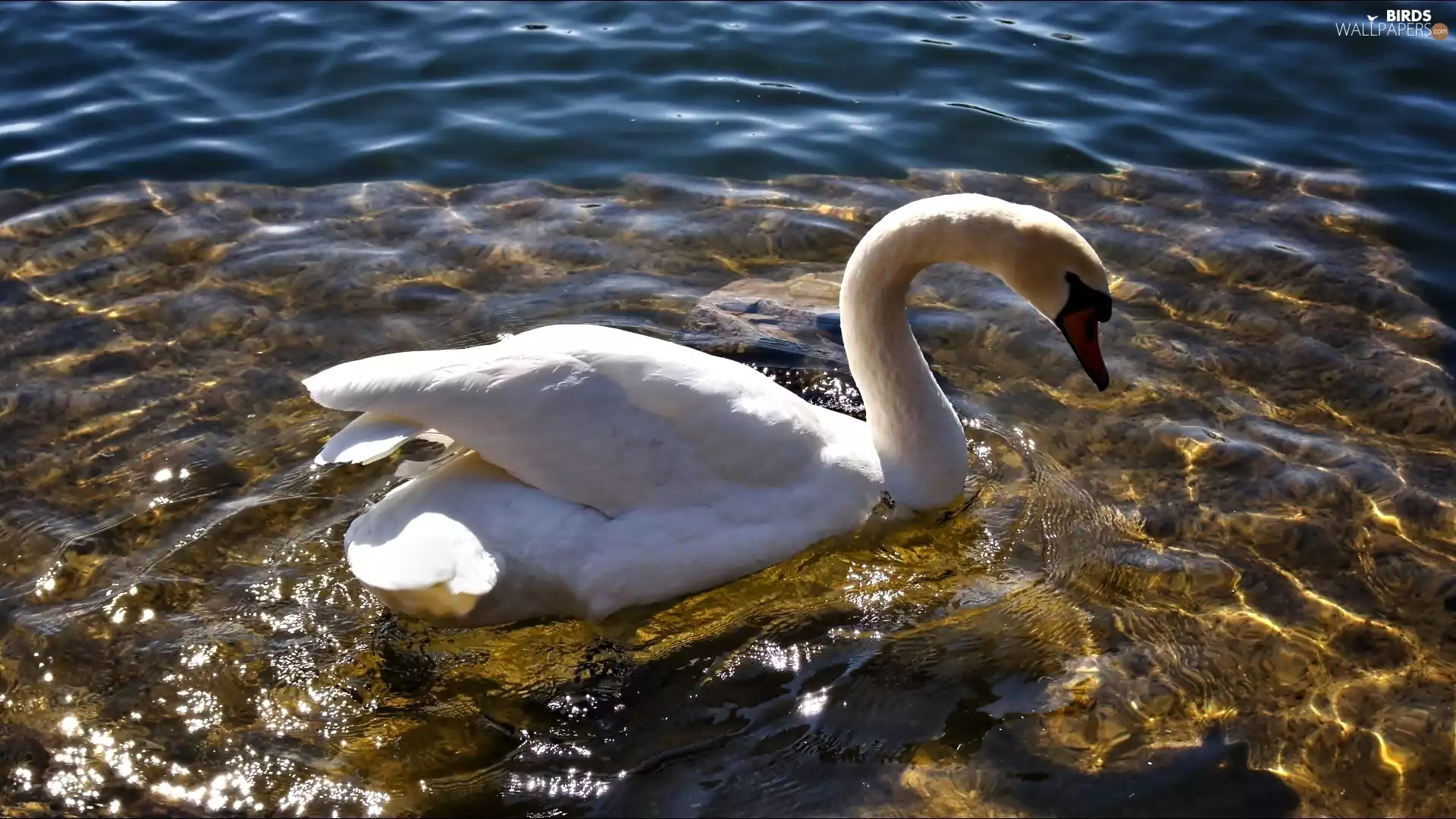 White, water, Waves, Swans