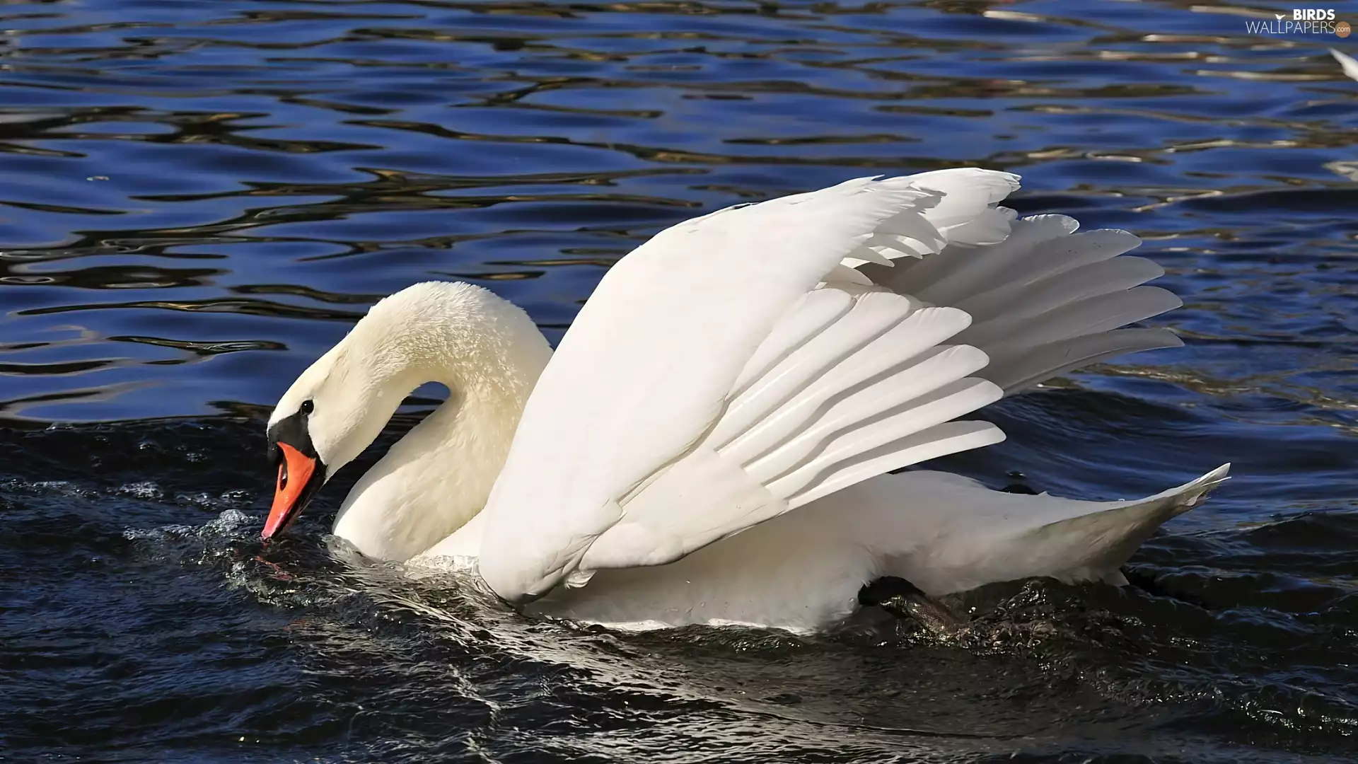 Swans, wings