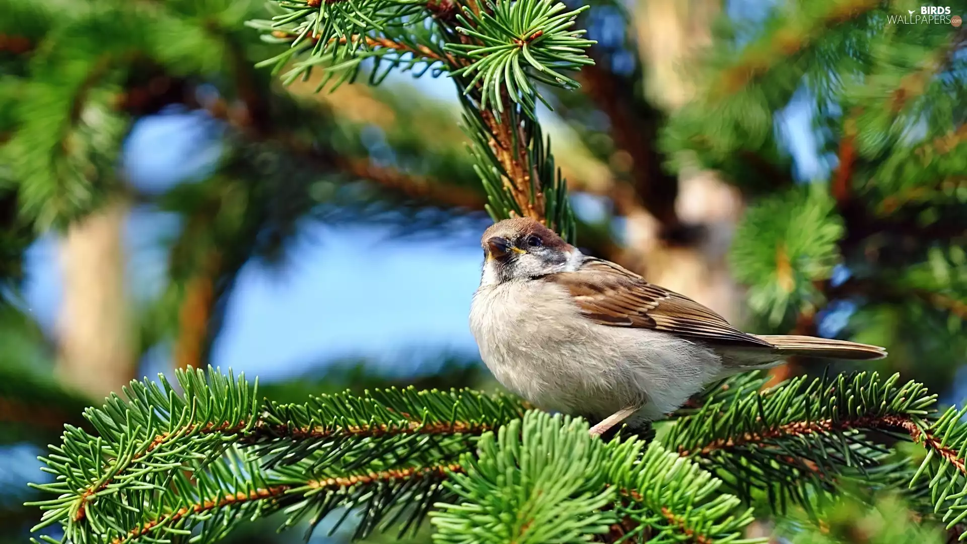 Swierk, sparrow, Twigs