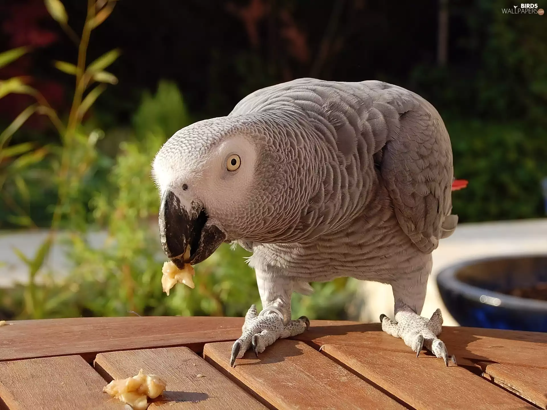 wooden, eater, parrot, Table