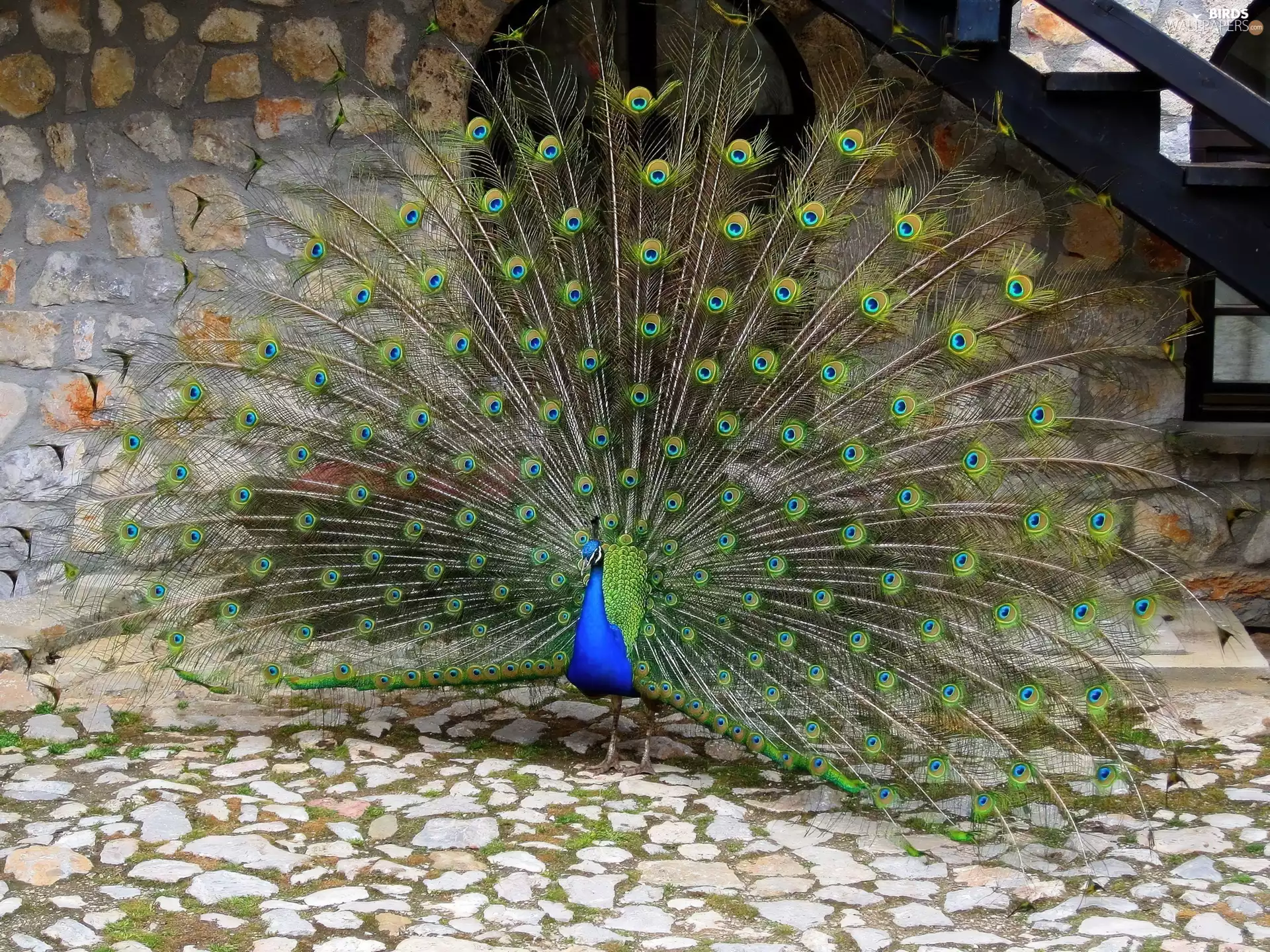 tail, peacock, Beatyfull