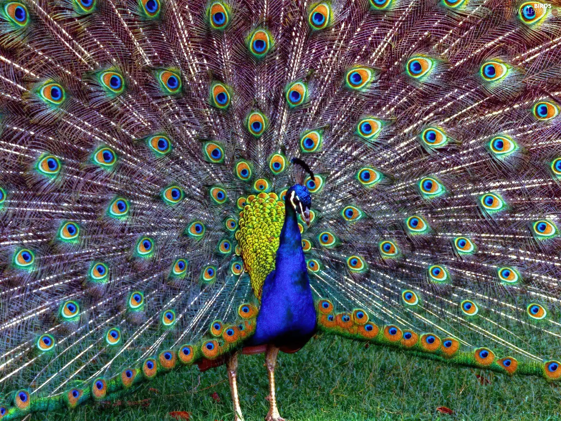 tail, peacock, Eyes