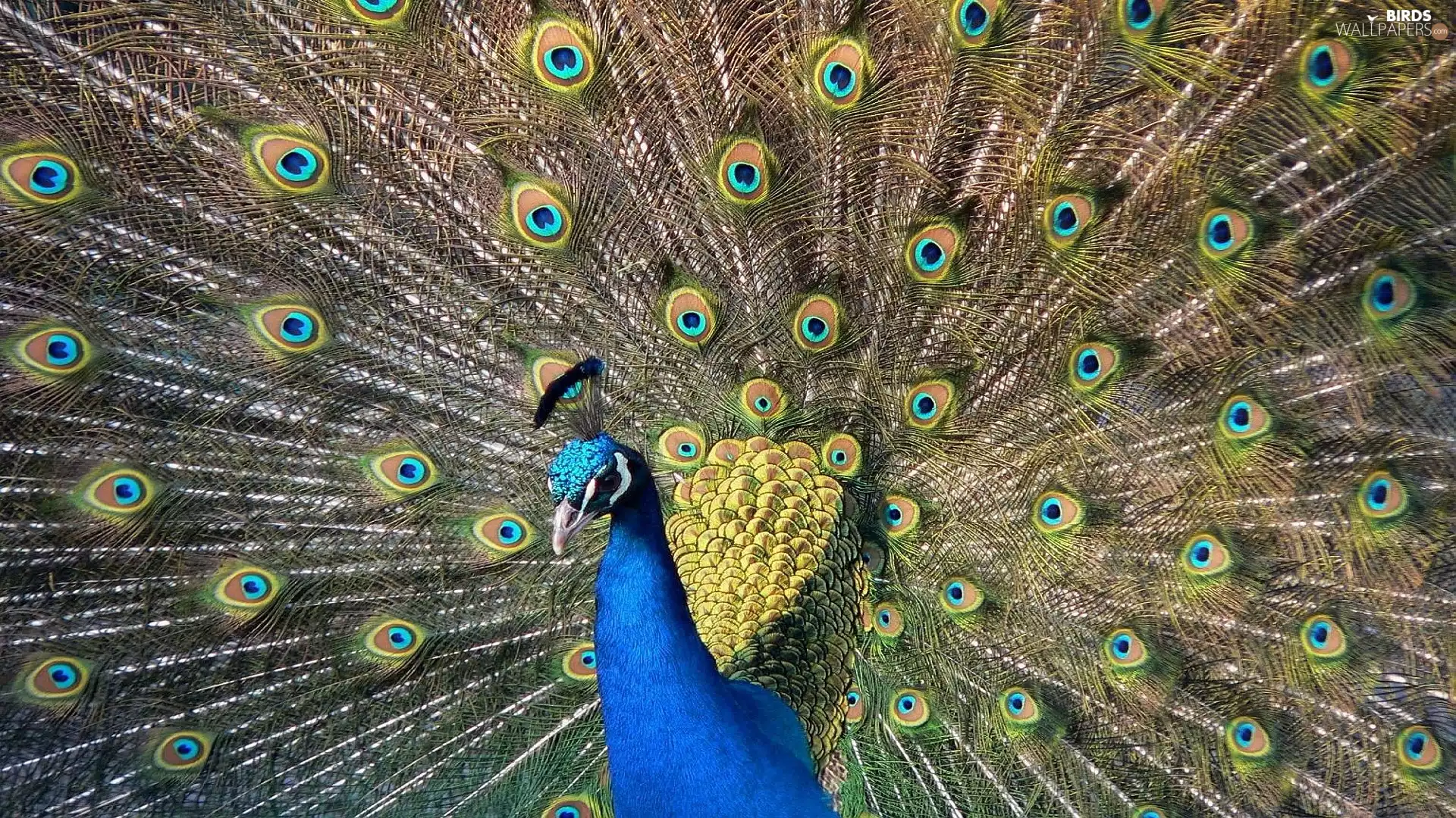 feather, Indian Peacock, tail