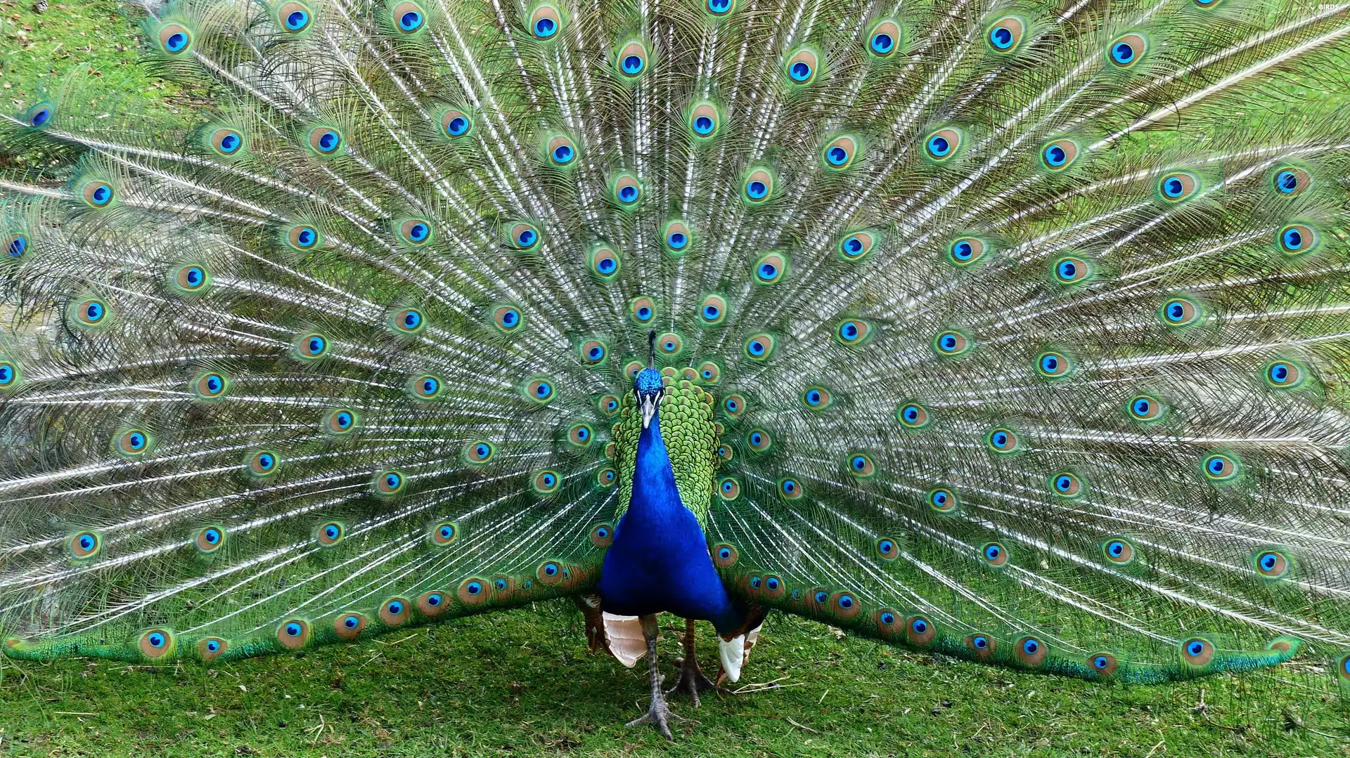 tail, peacock, feather
