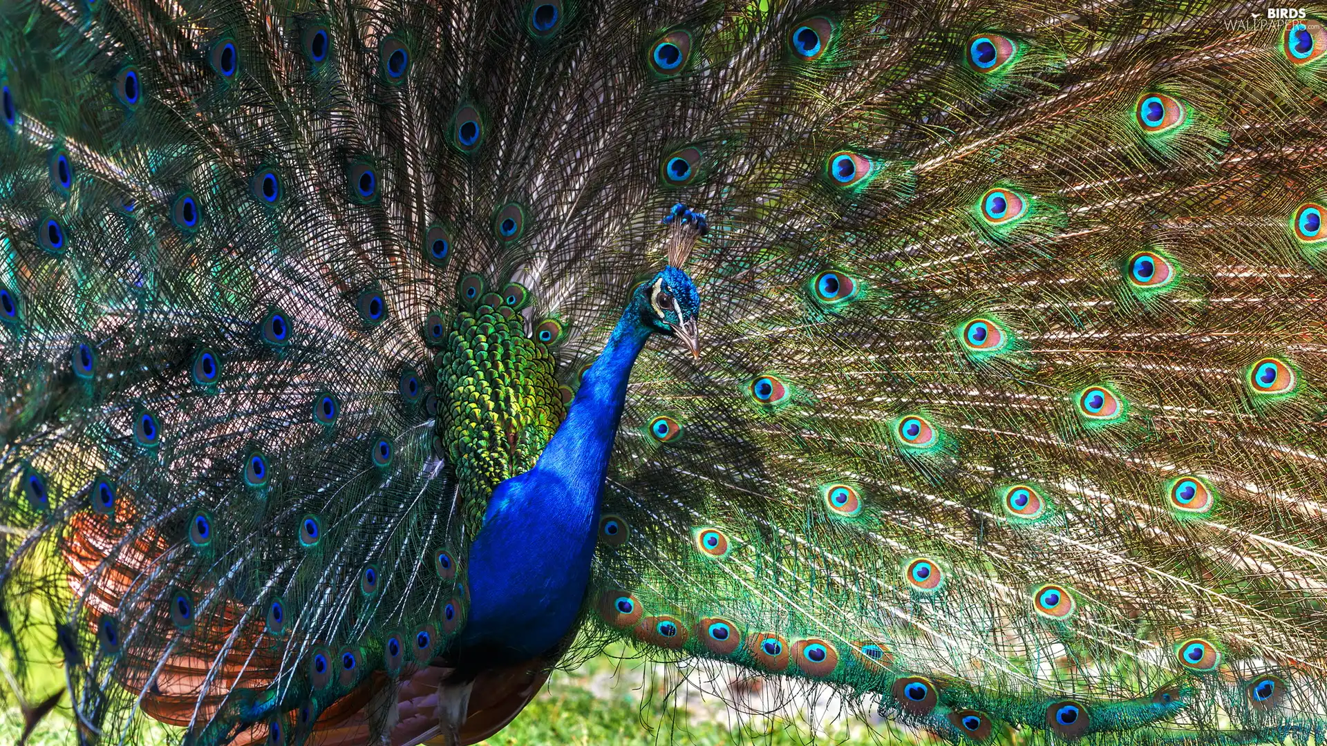 Striped, tail, peacock, Outstretched, Bird