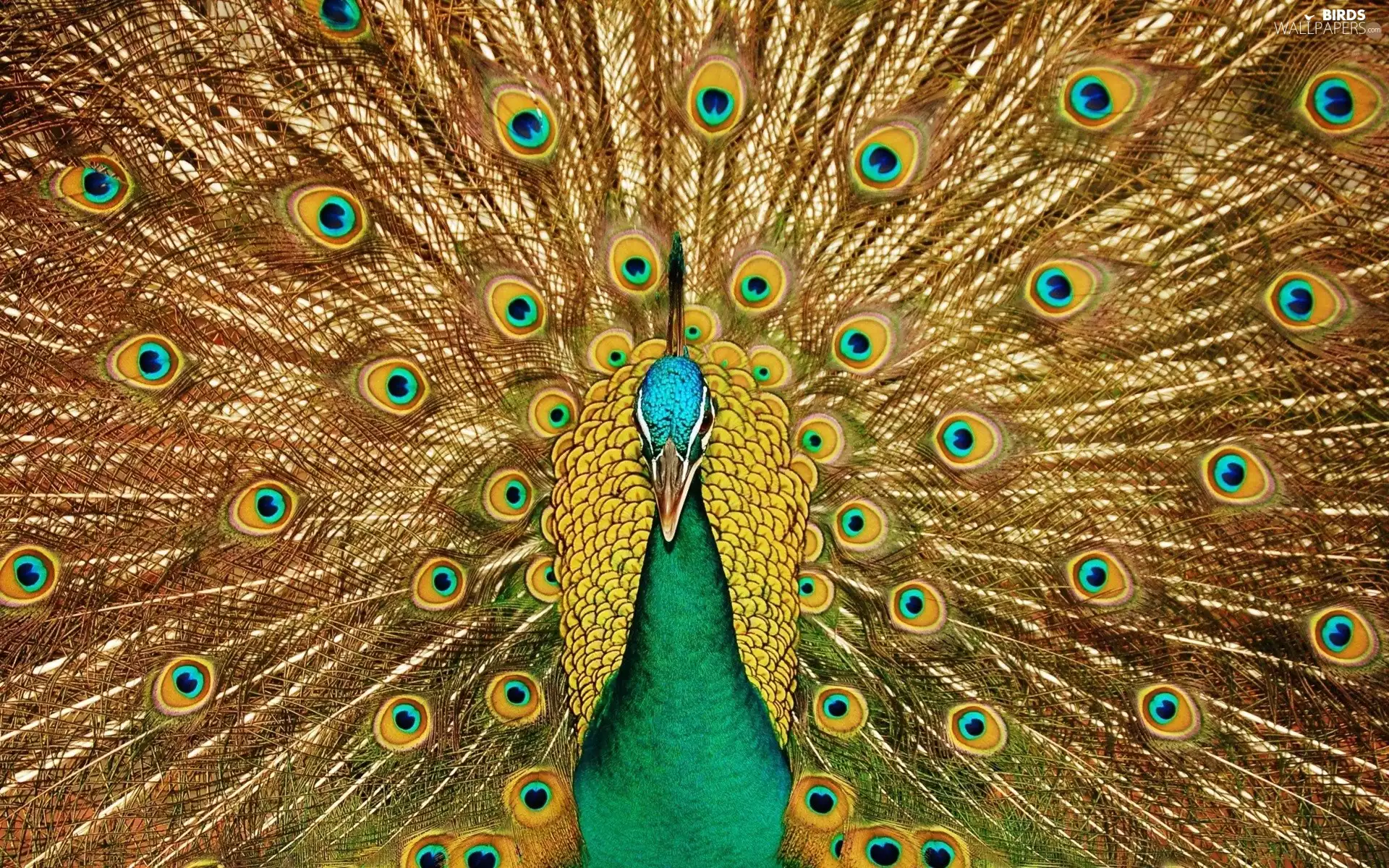 tail, Bird, peacock