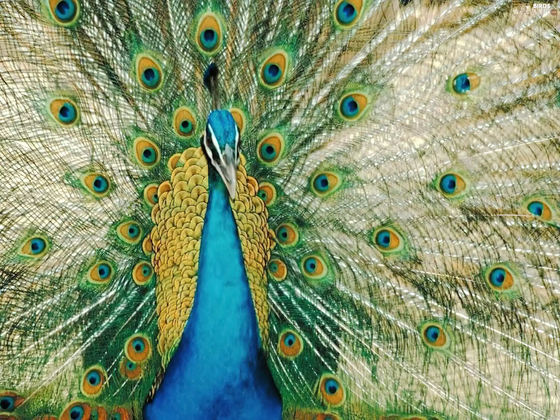 peacock, color, Eyes, tail