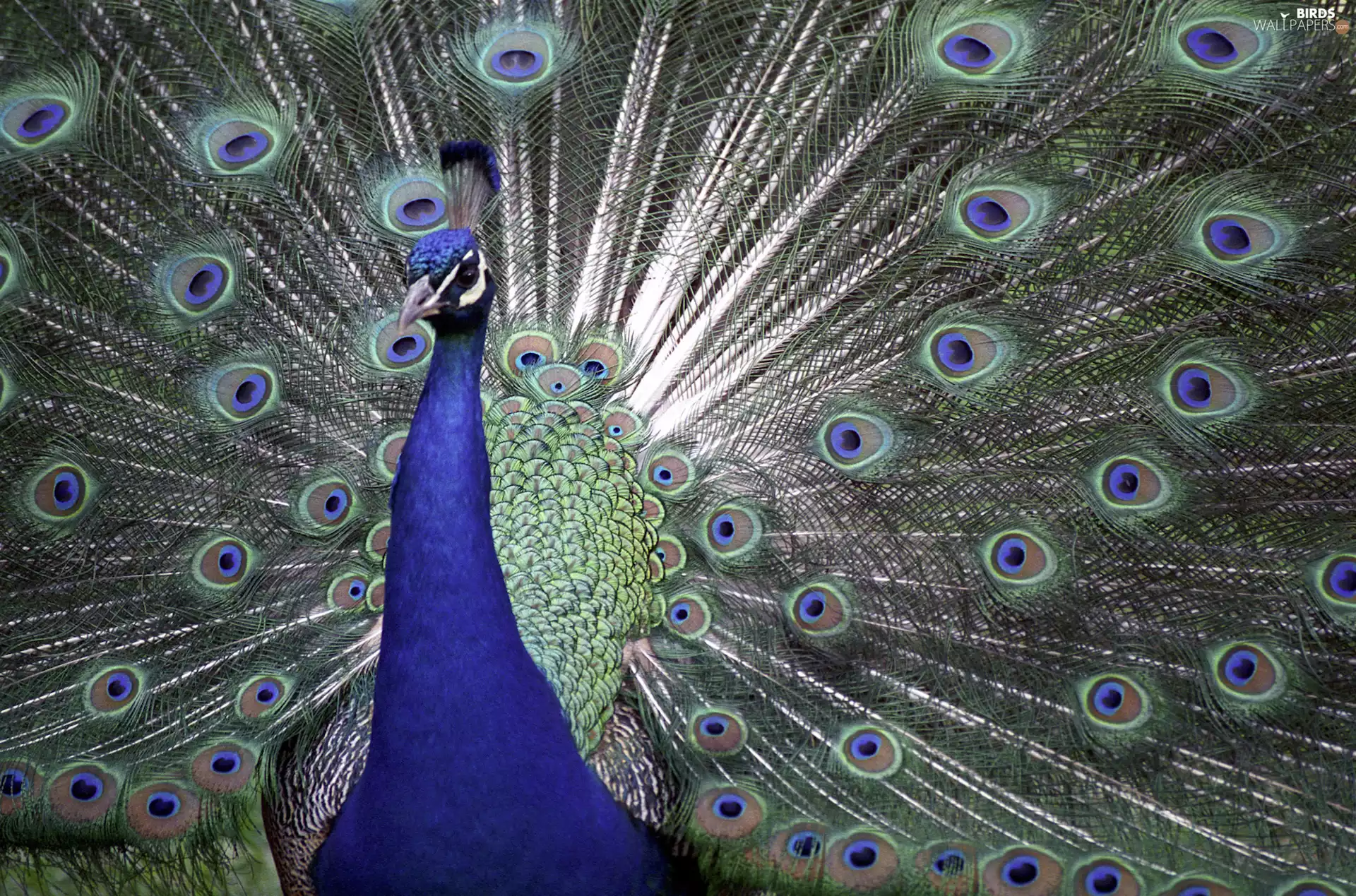 peacock, eye, feather, tail
