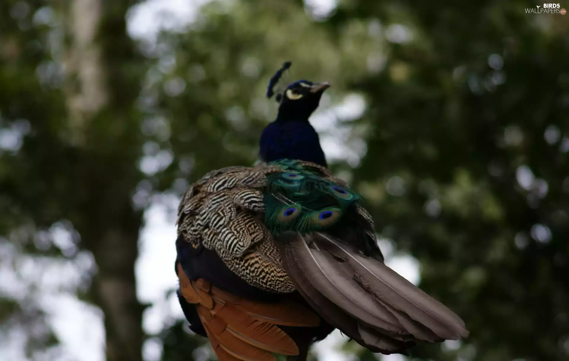 tail, peacock