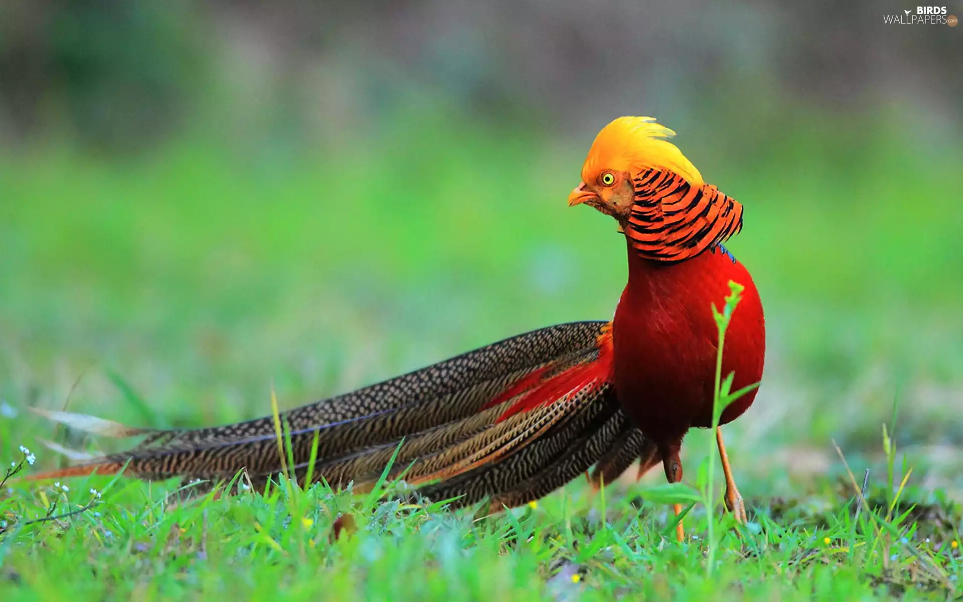 tail, color, pheasant
