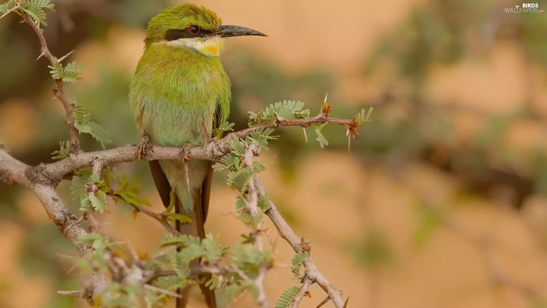 twig, Bird, Swallow-tailed Bee-eater