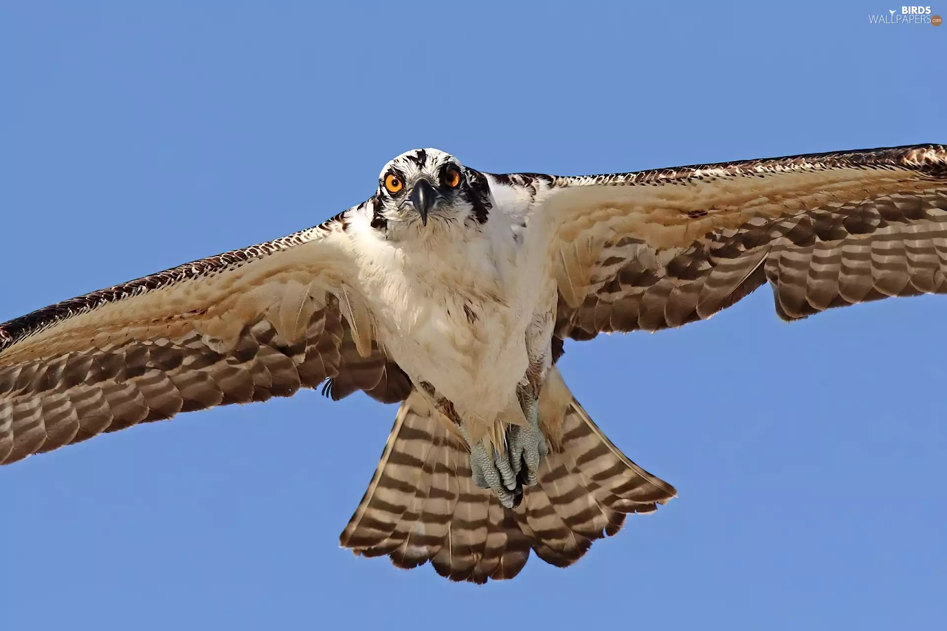 spread, wings, Red-tailed hawk, flight, buzzard