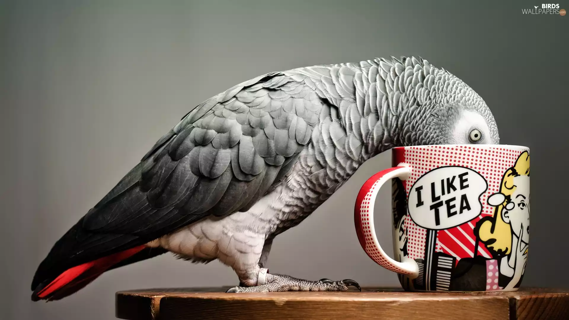 tea, parrot, Cup