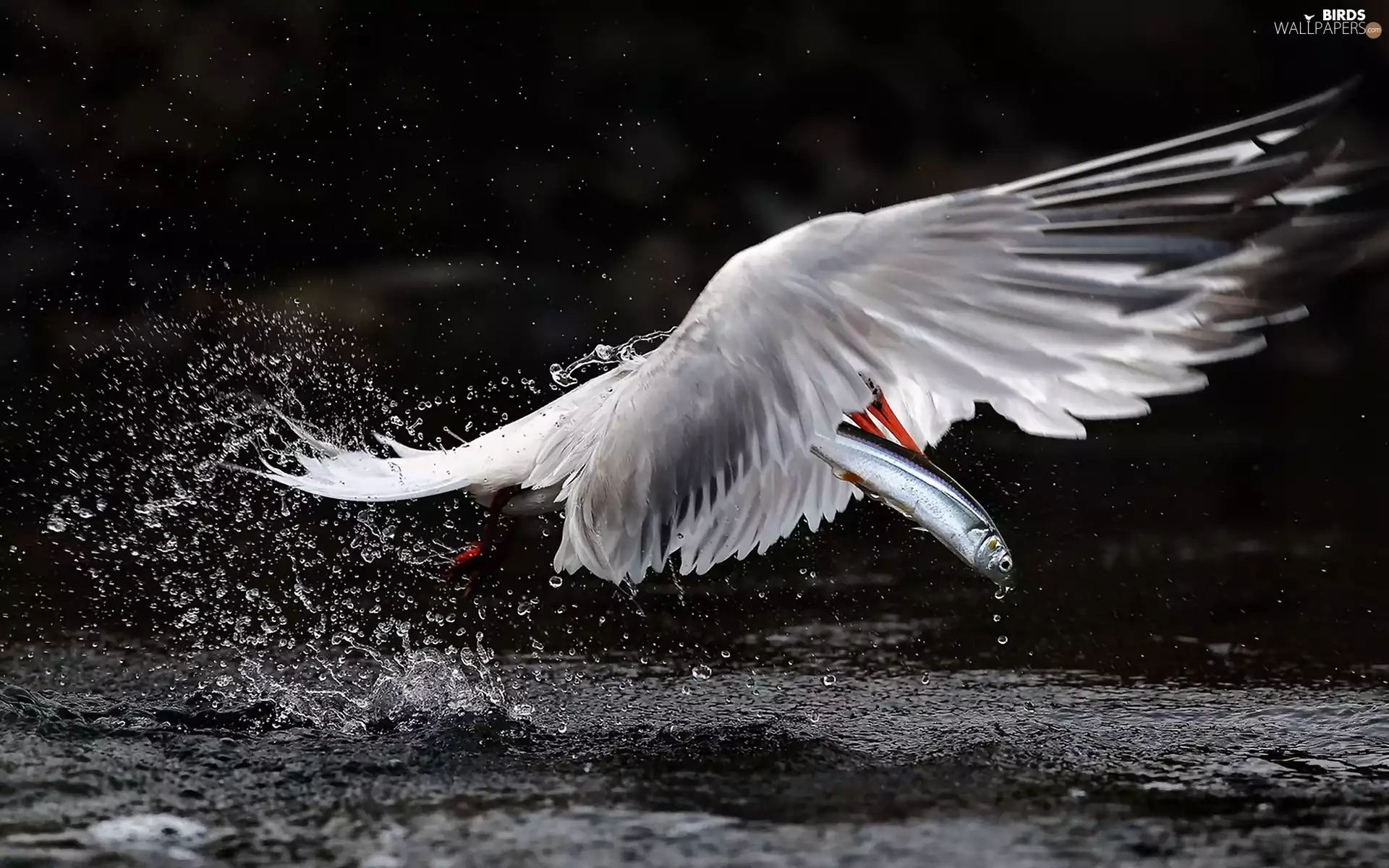 Bird, water, Fishing, Tern
