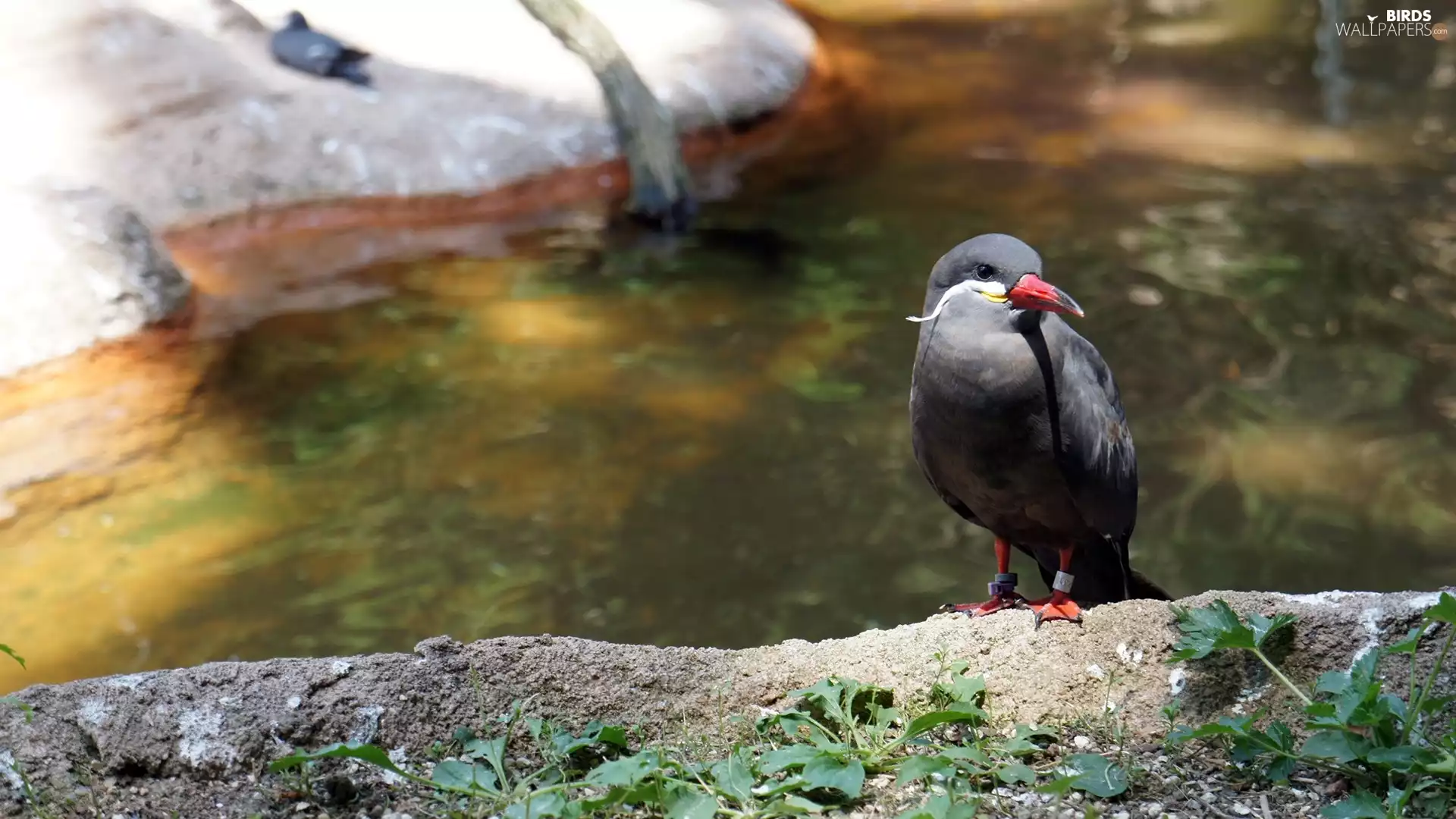 nose, River, Inca Tern, Red, Bird