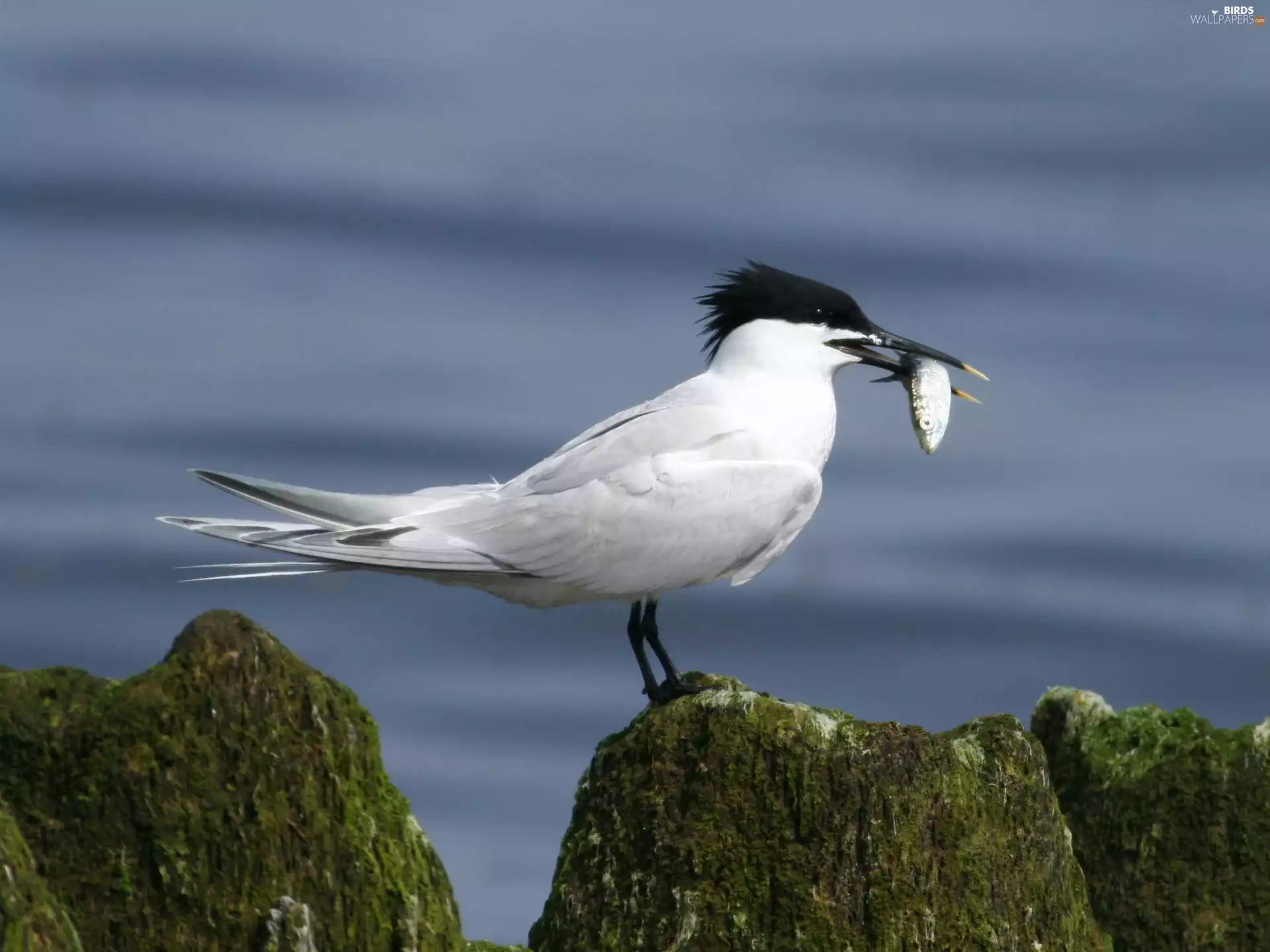Tern, fish