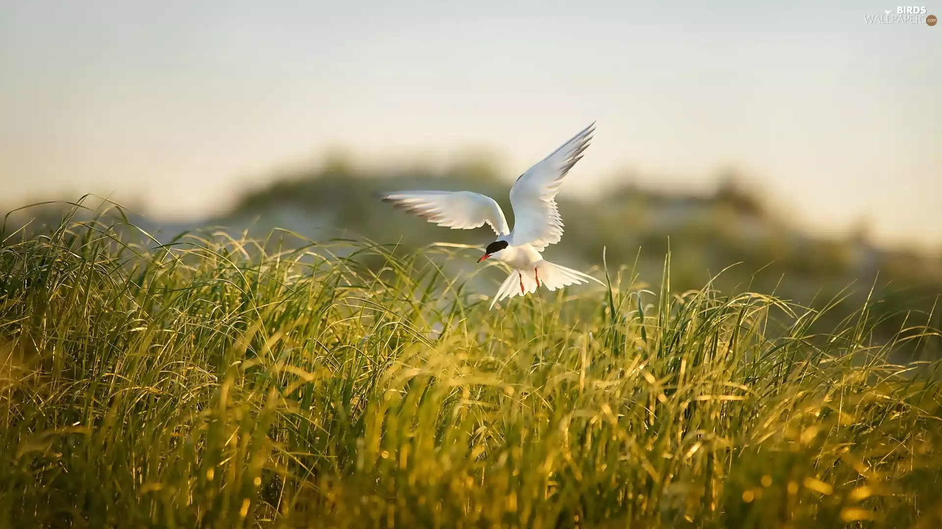 Tern, grass