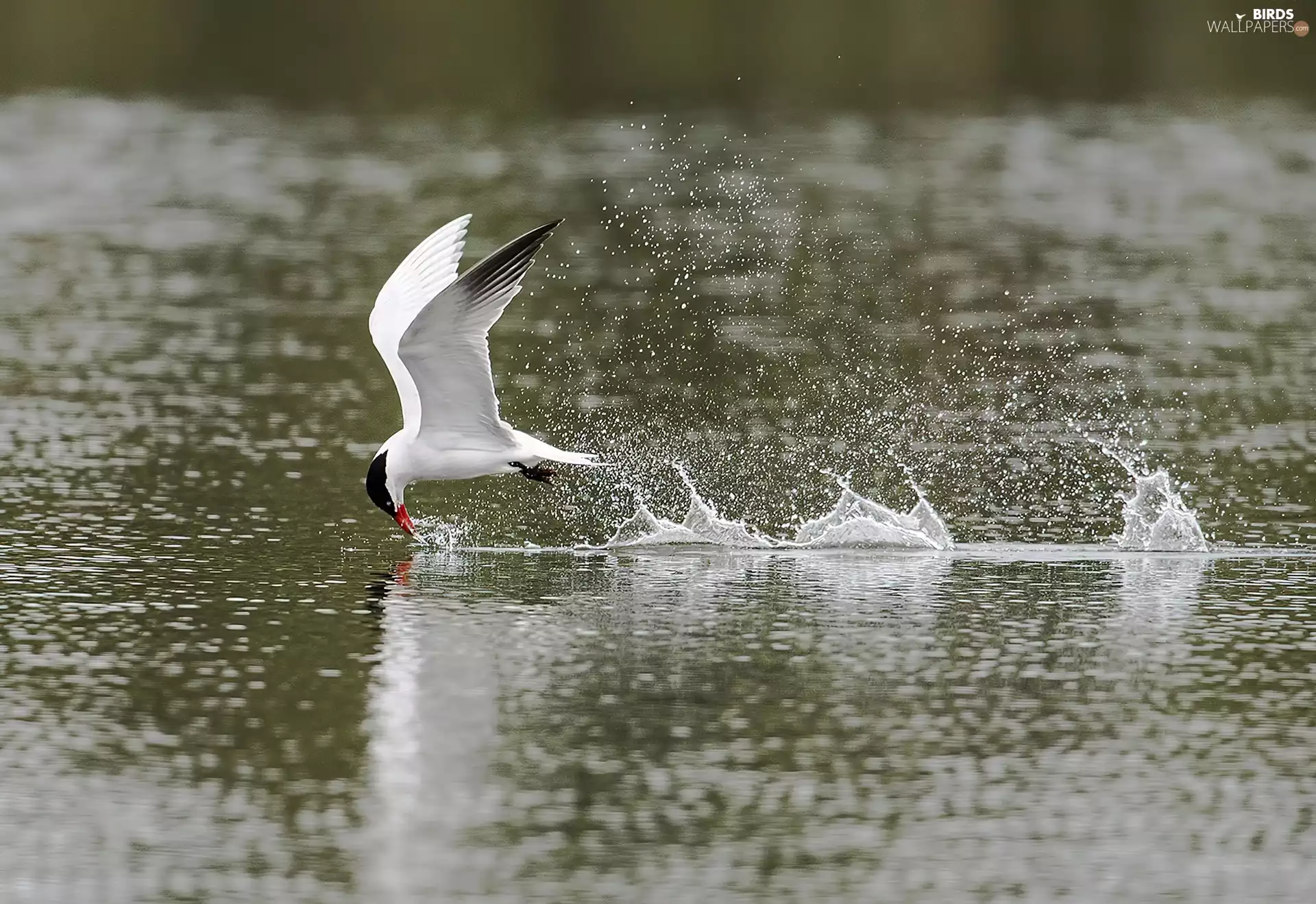 Tern, Bird, water