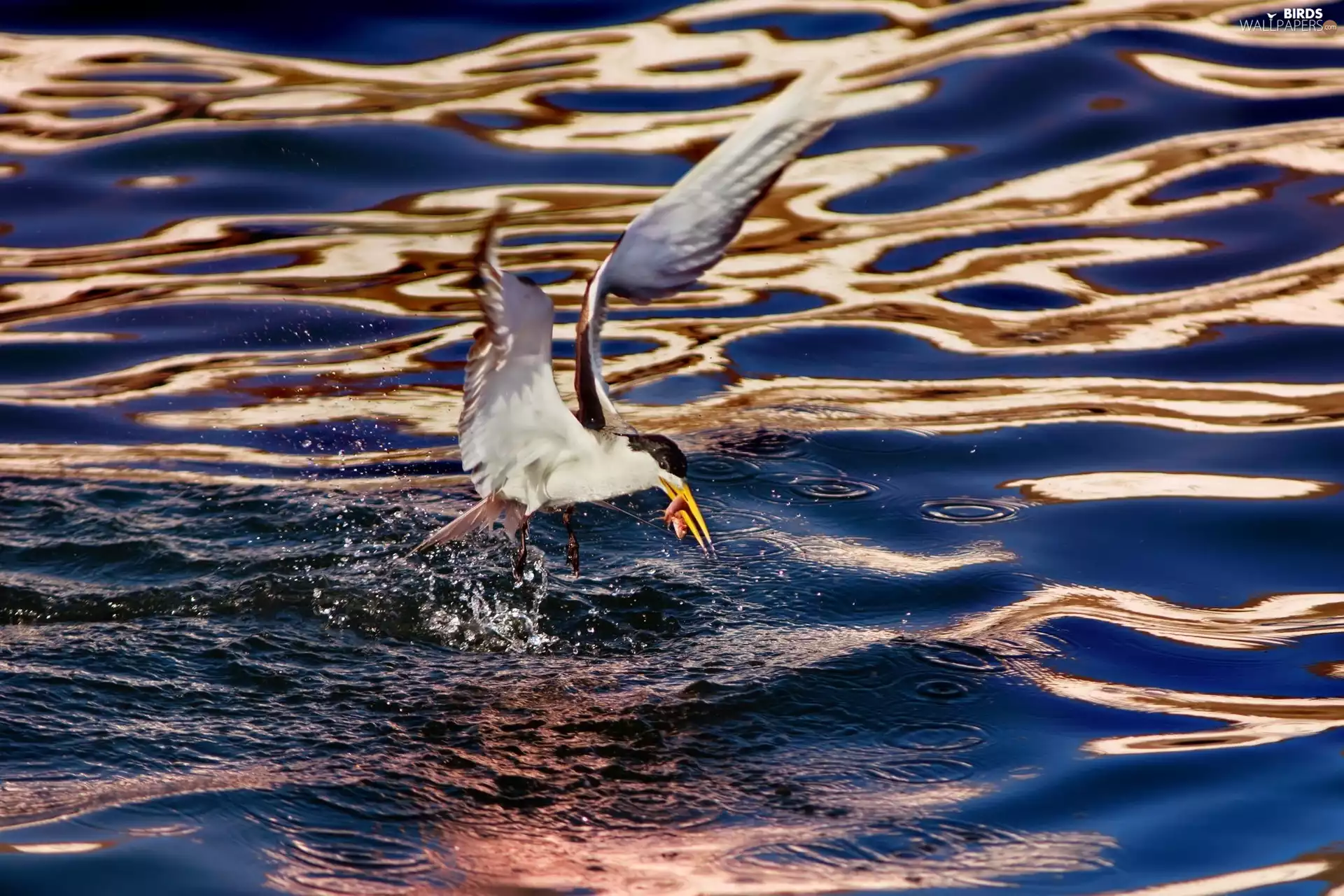 Tern, lake, Waves