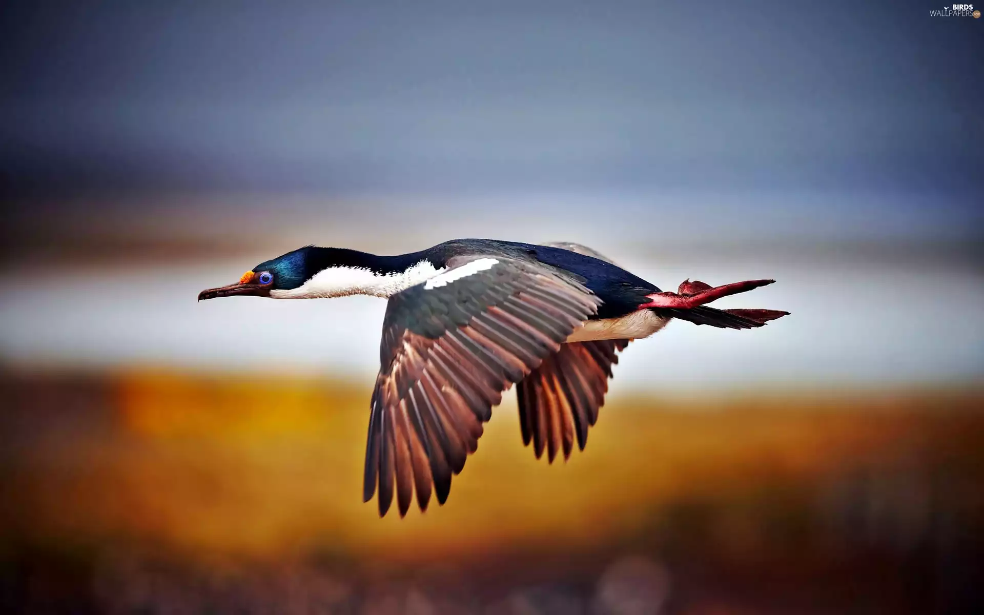 in the air, Wild, duck
