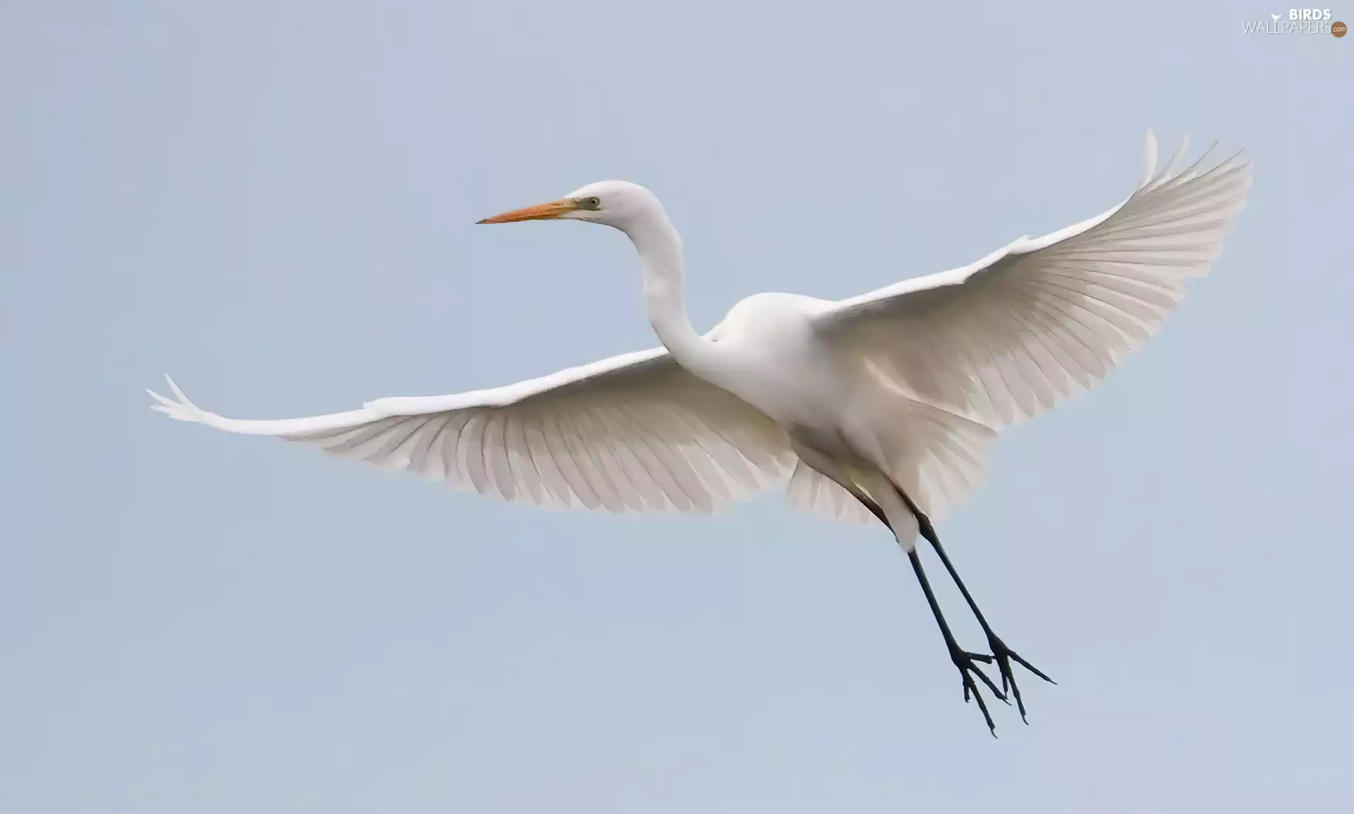 in the air, White, heron
