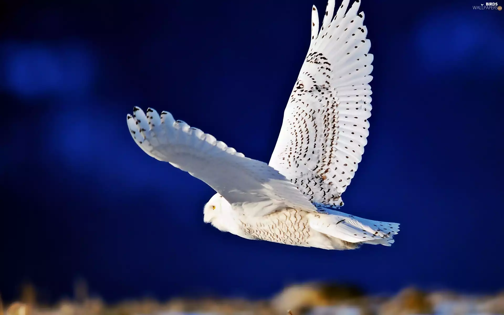 in the air, owl, snow