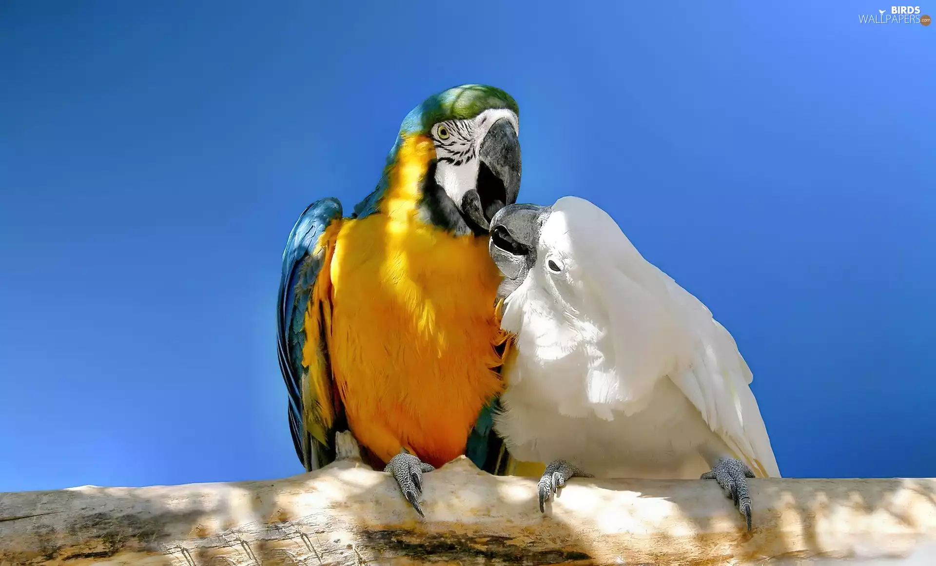 cockatoo, Lod on the beach, ara