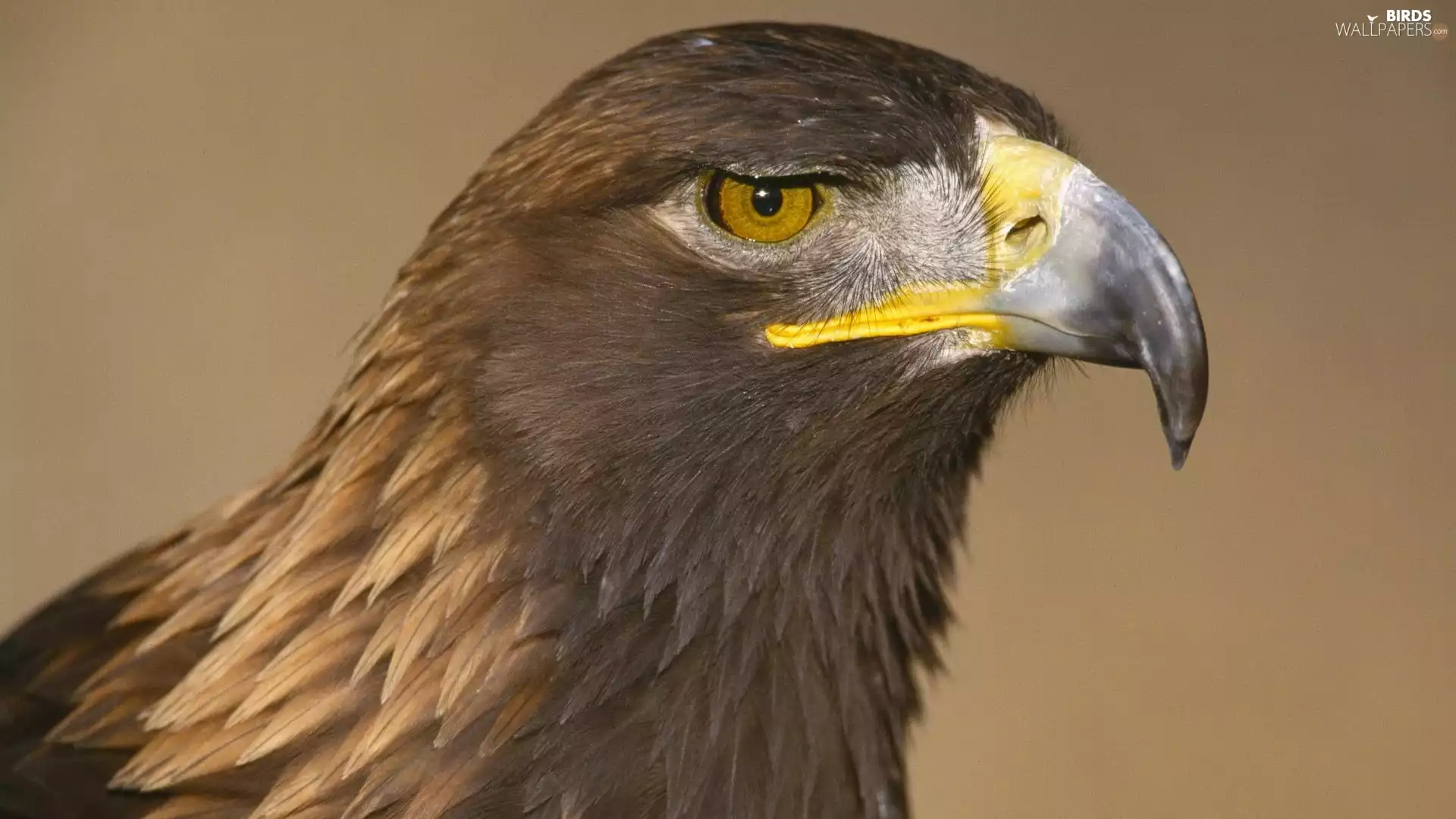 The look, Eagle