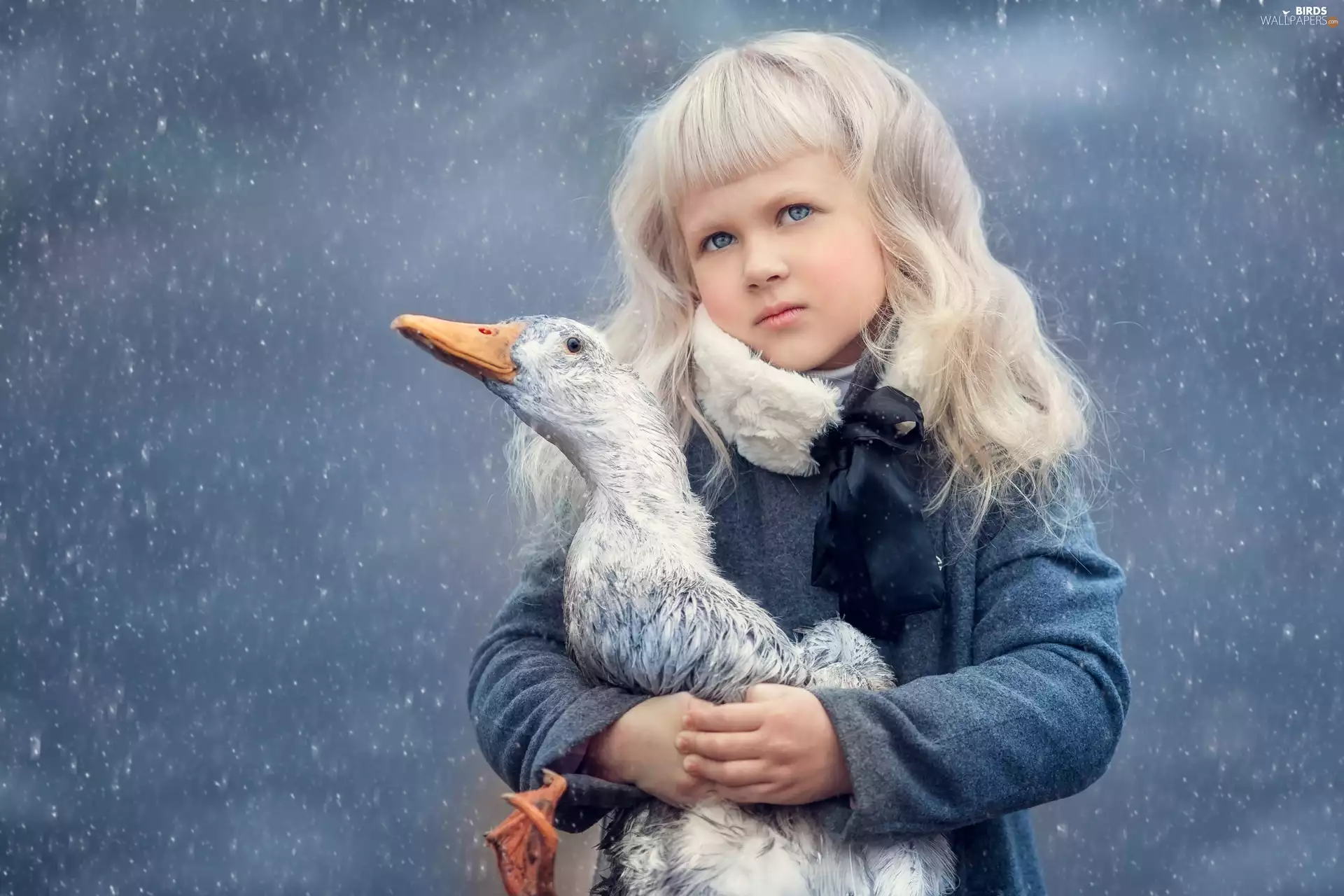 Bird, goose, Blonde, The look, girl