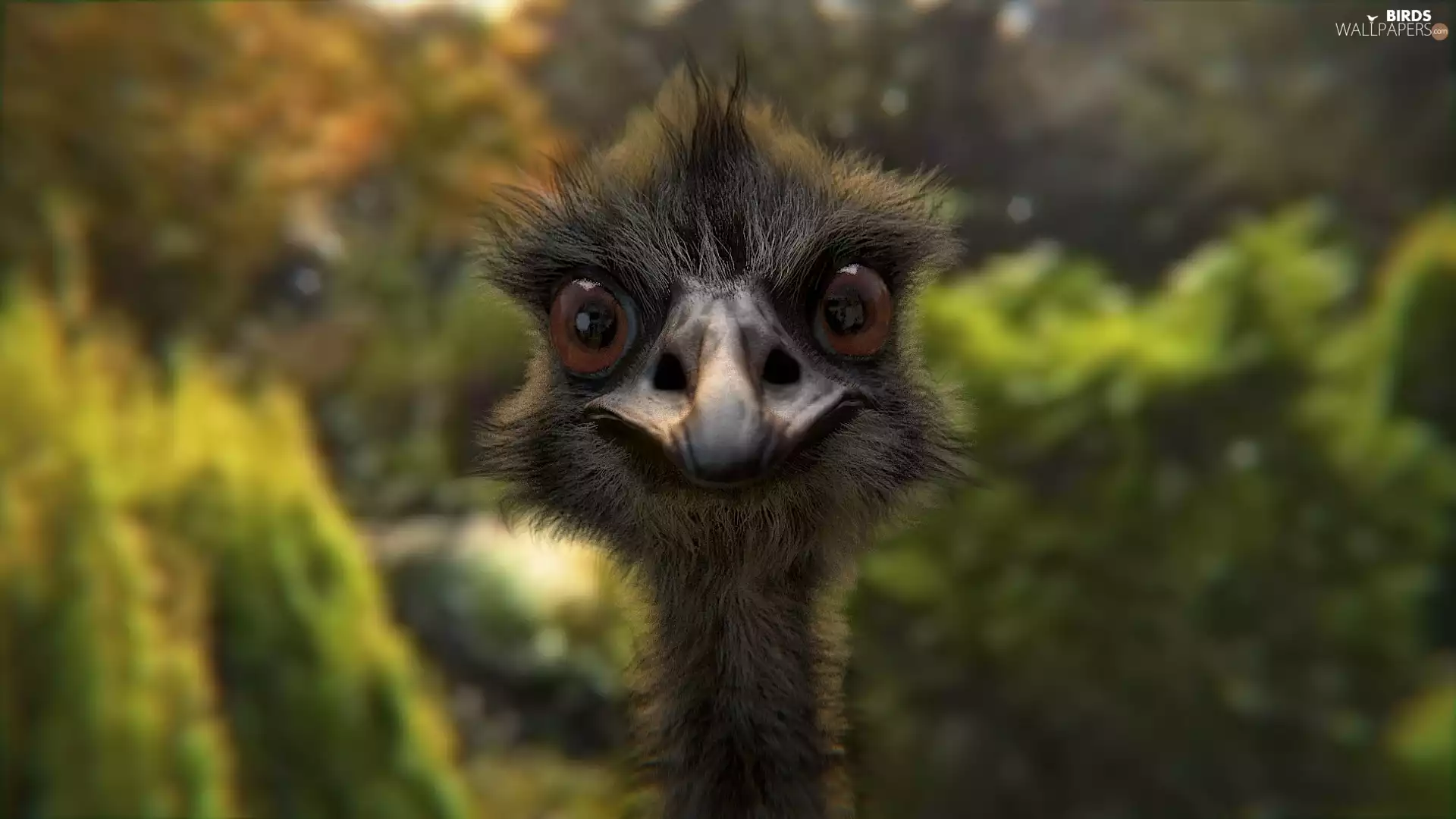 ostrich, The look, Close, Head