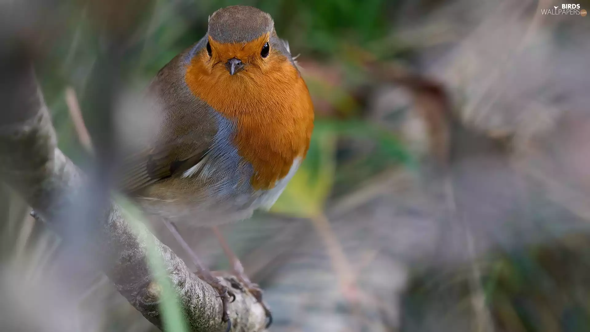 Bird, Lod on the beach, trees, robin