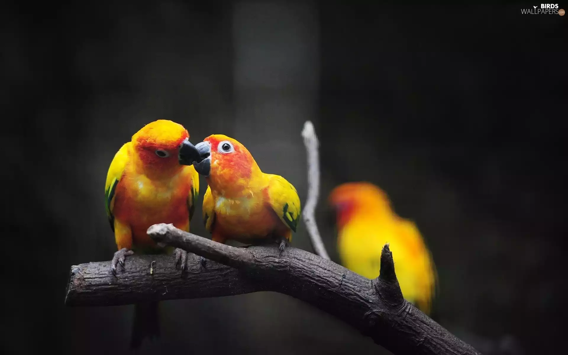 Classifieds, Lod on the beach, Kiss, Yellow