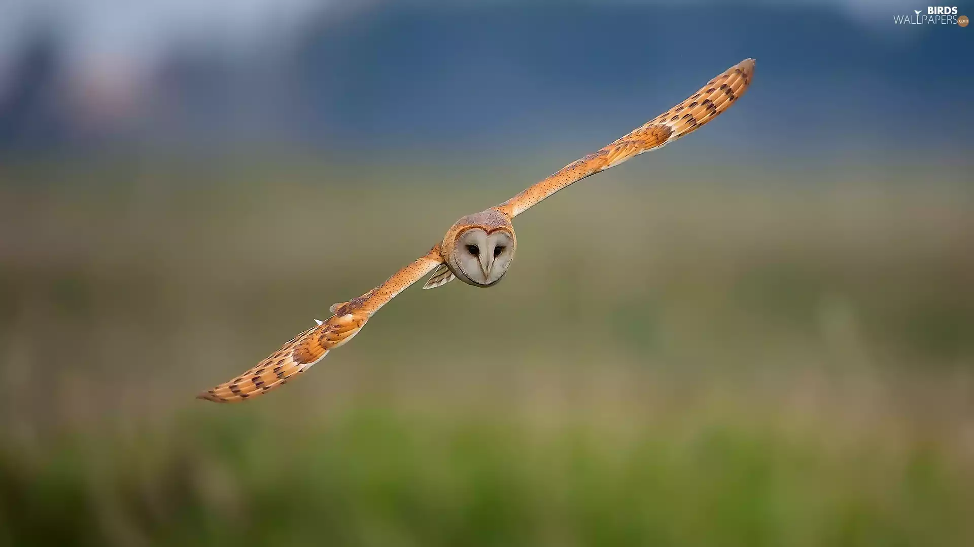 The flying, owl