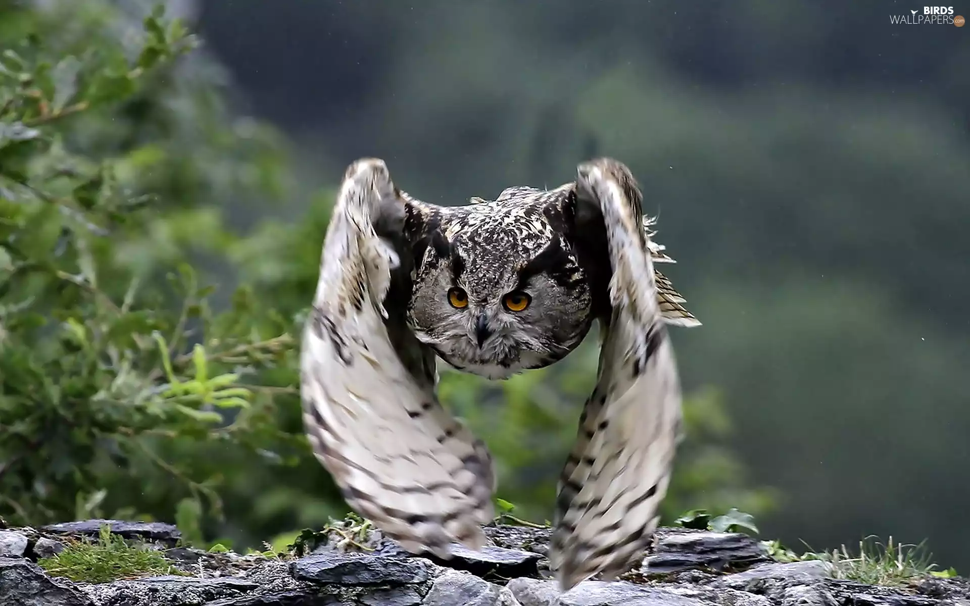 The flying, owl