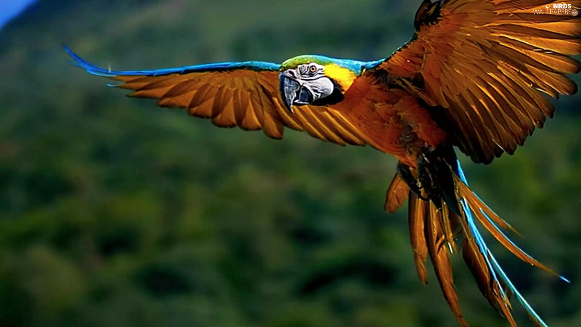 The flying, parrot