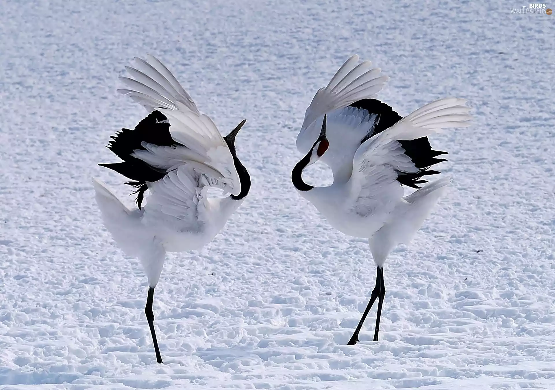 On The Snow, cranes, Japanese