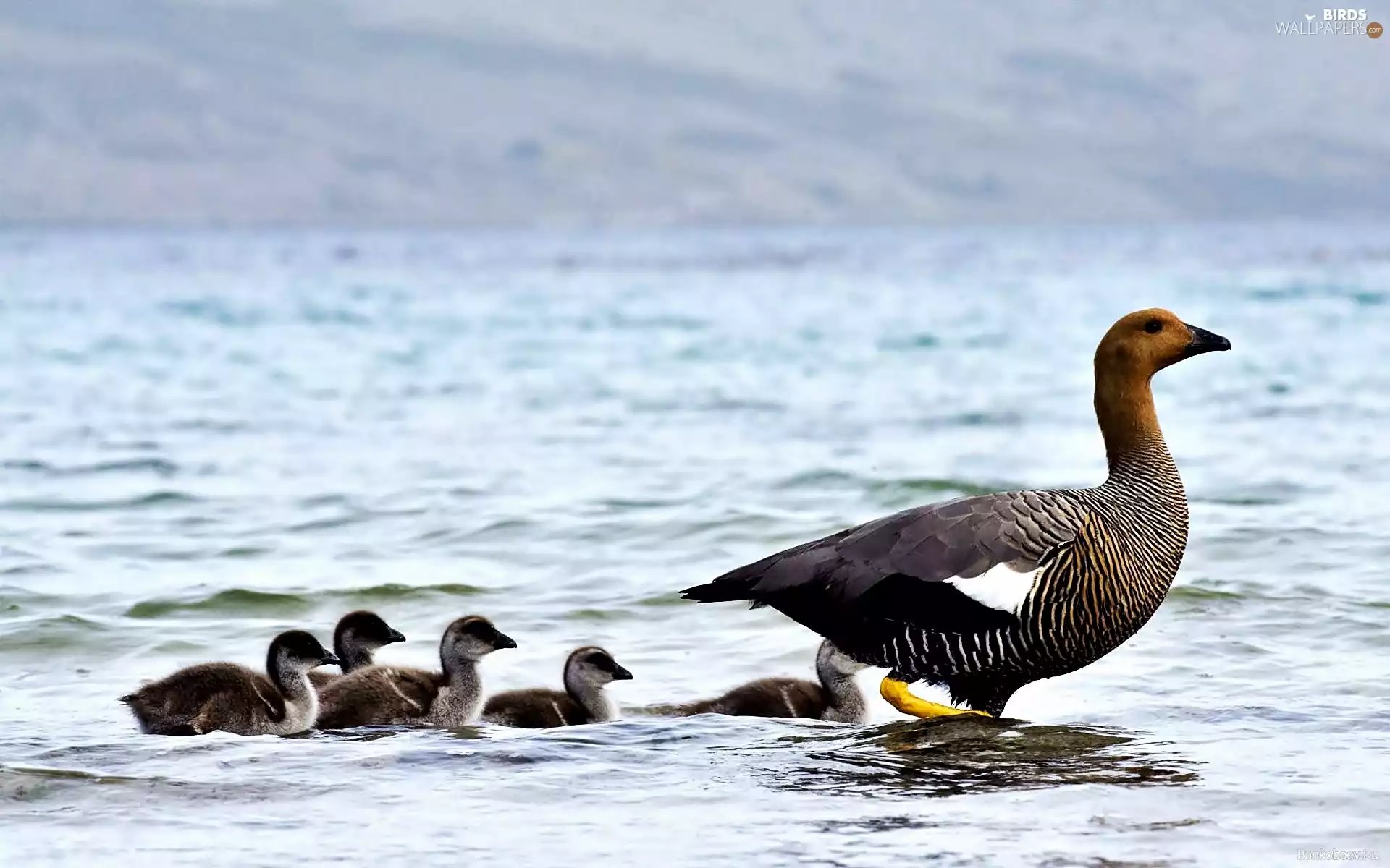 lake, goose, With the Young, Wild