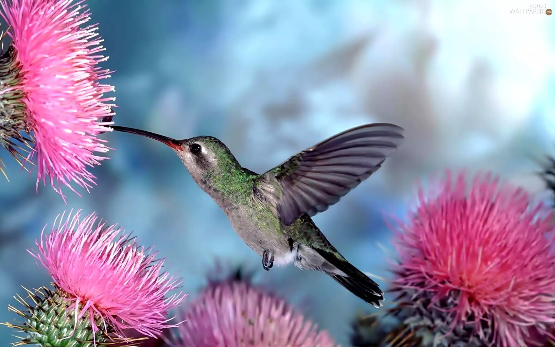 humming-bird, Flowers, thistle
