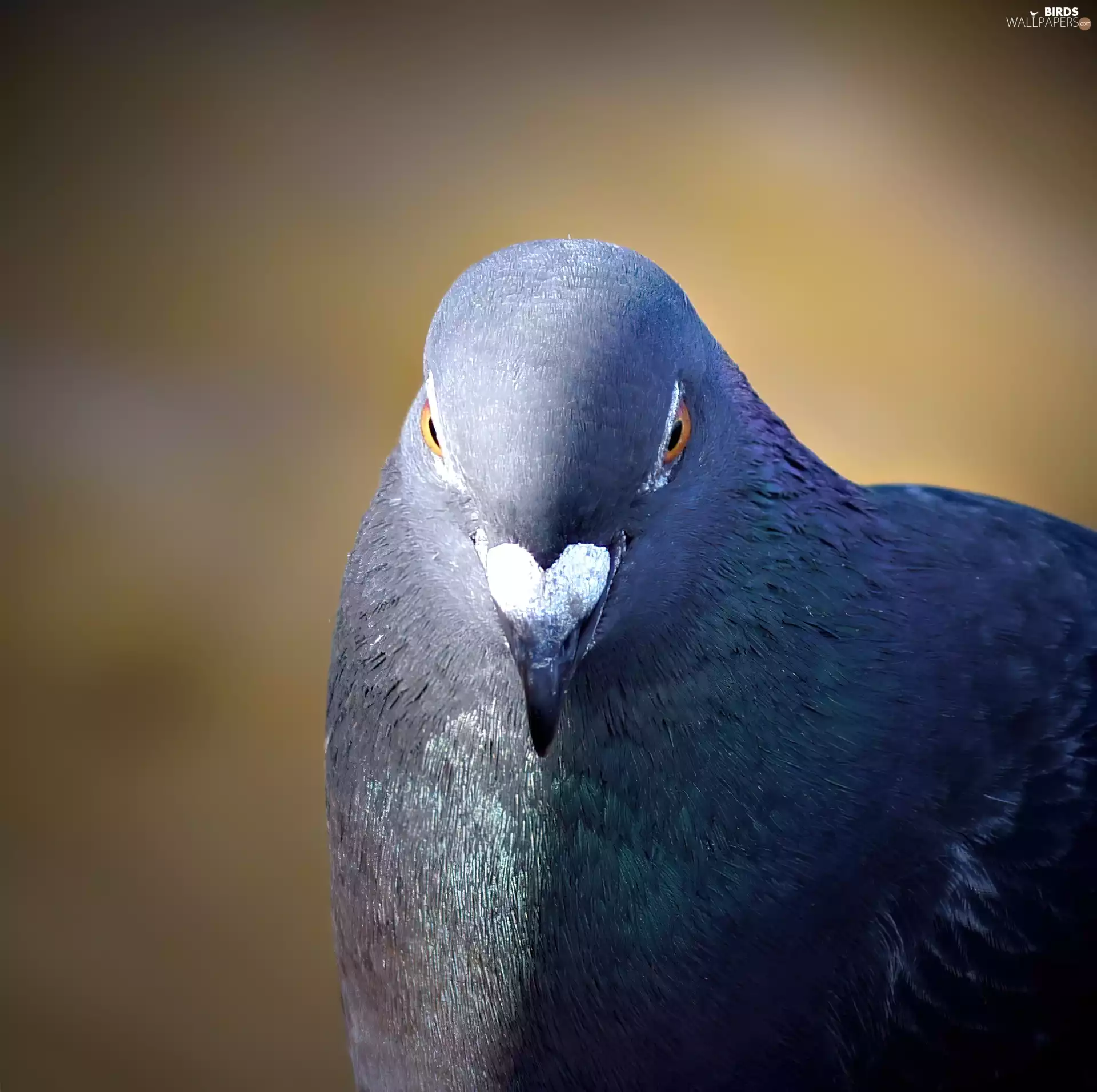 thoughtful, pigeon