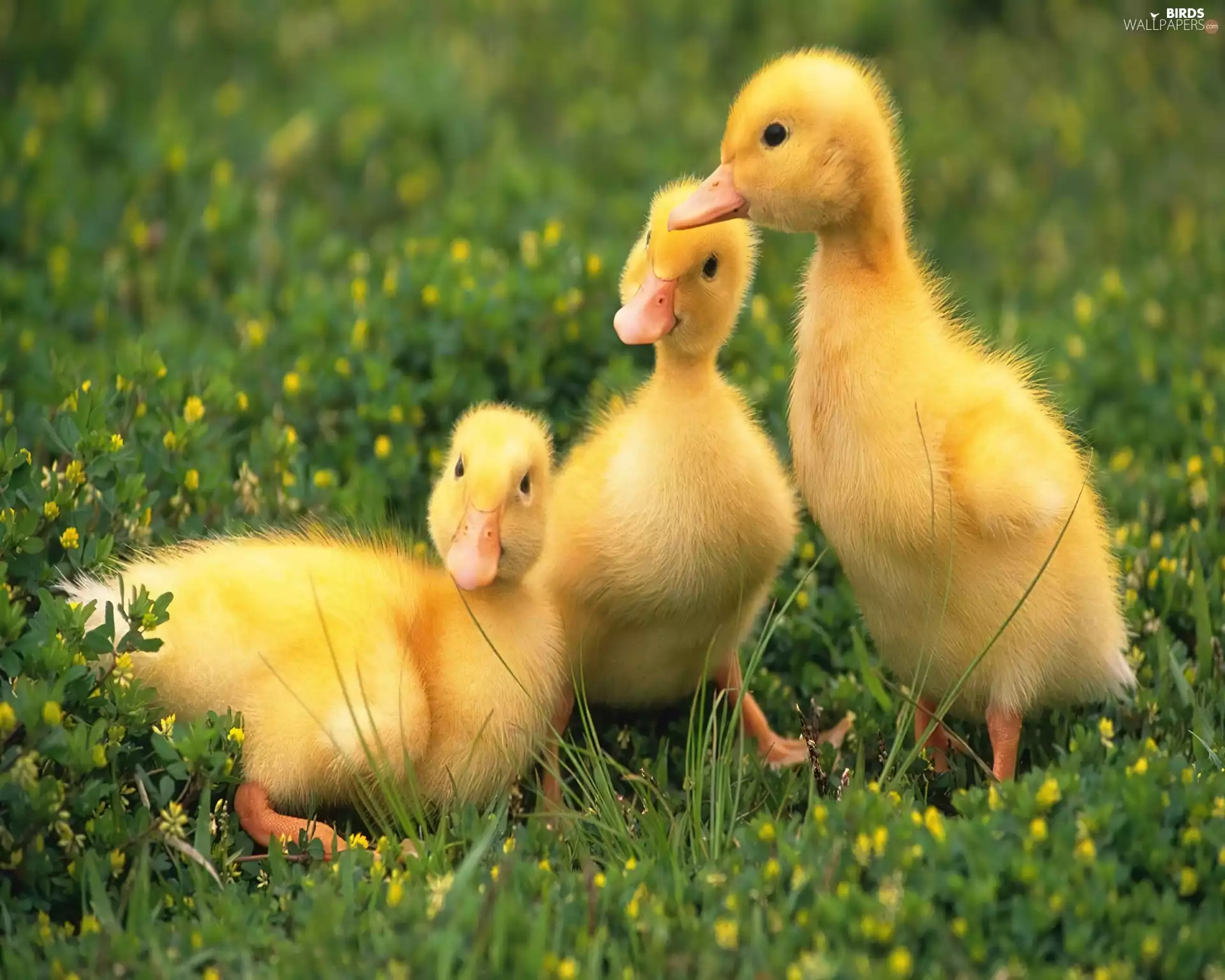 Three, ducks