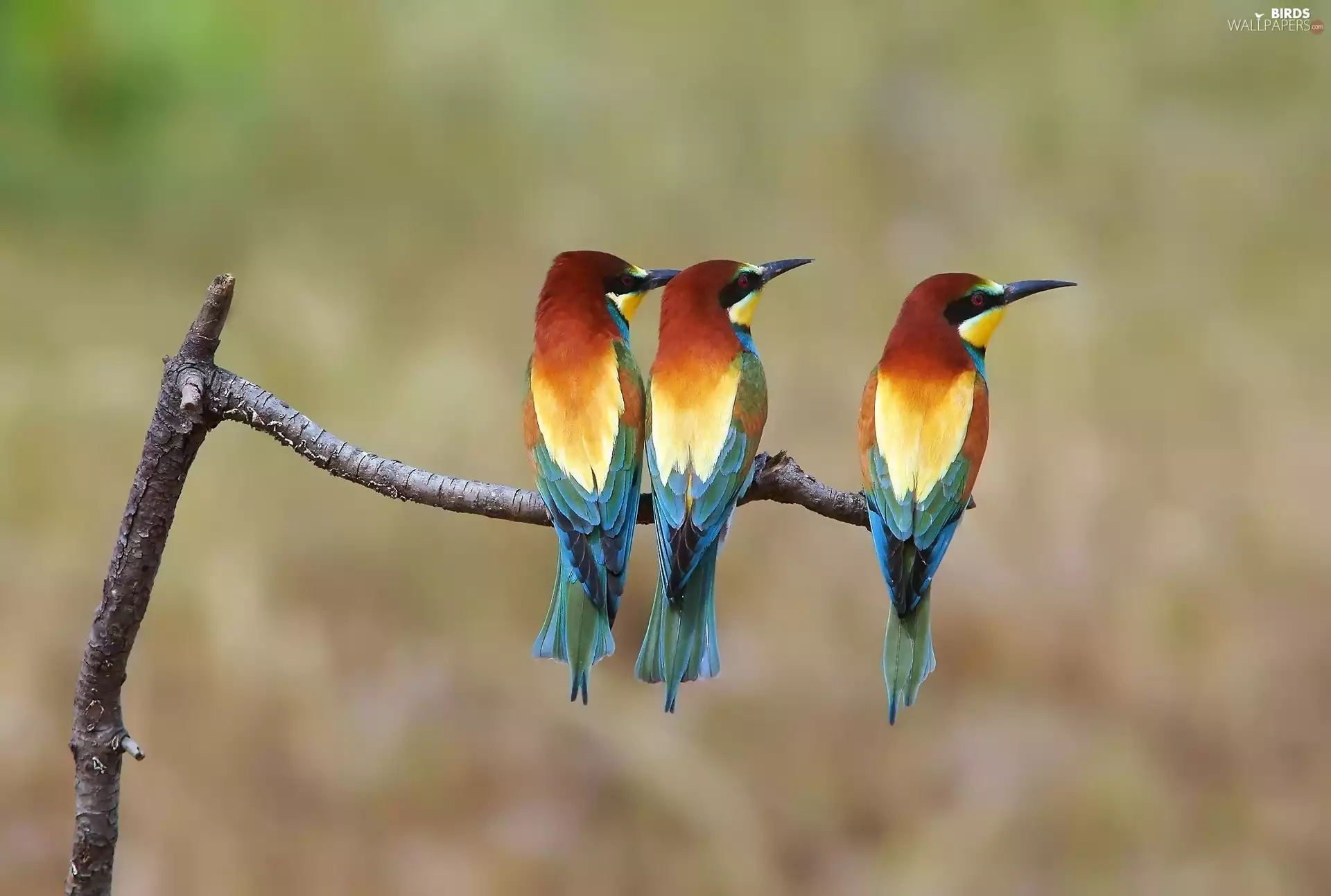 Three, Bee-eaters