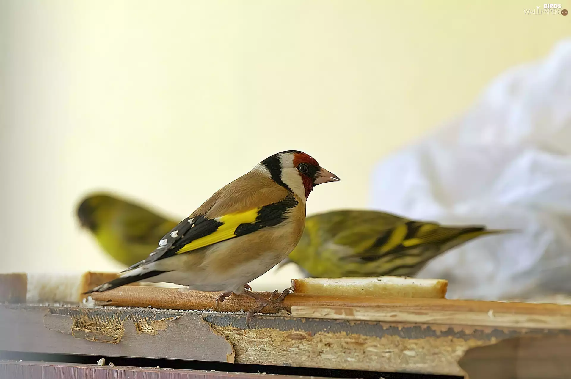 Three, Goldfinches
