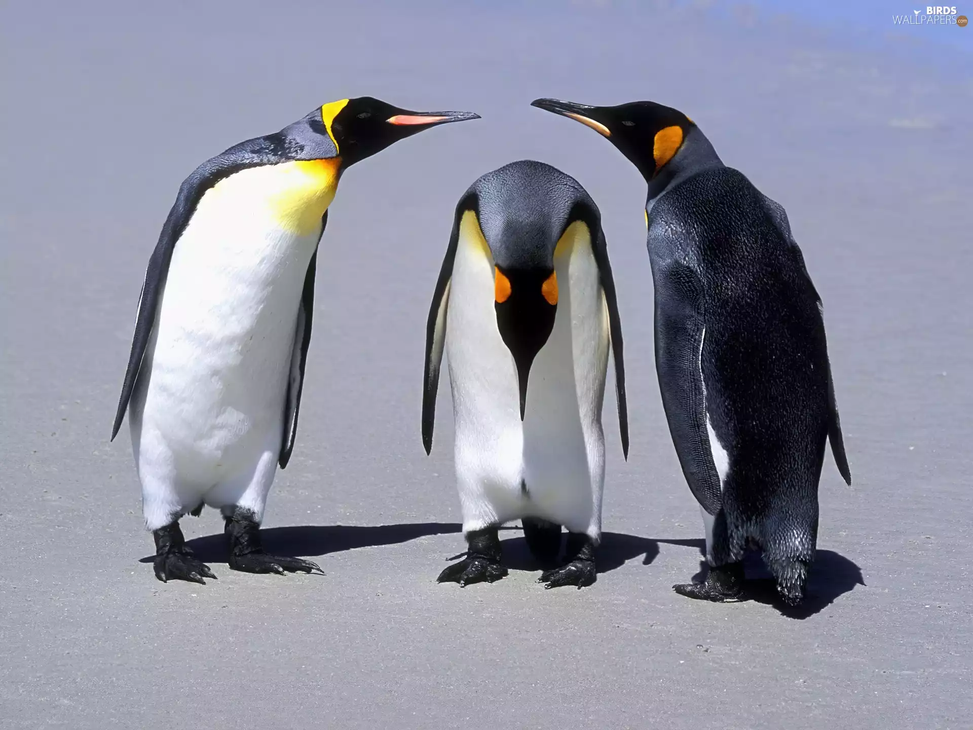 Three, penguin