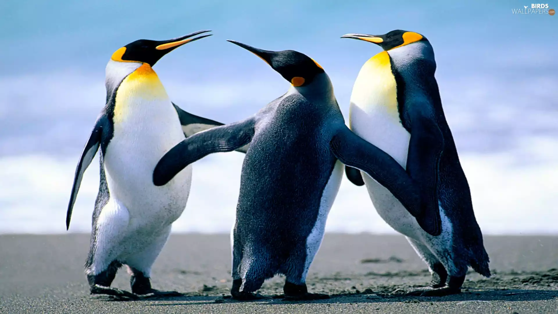 Three, penguin