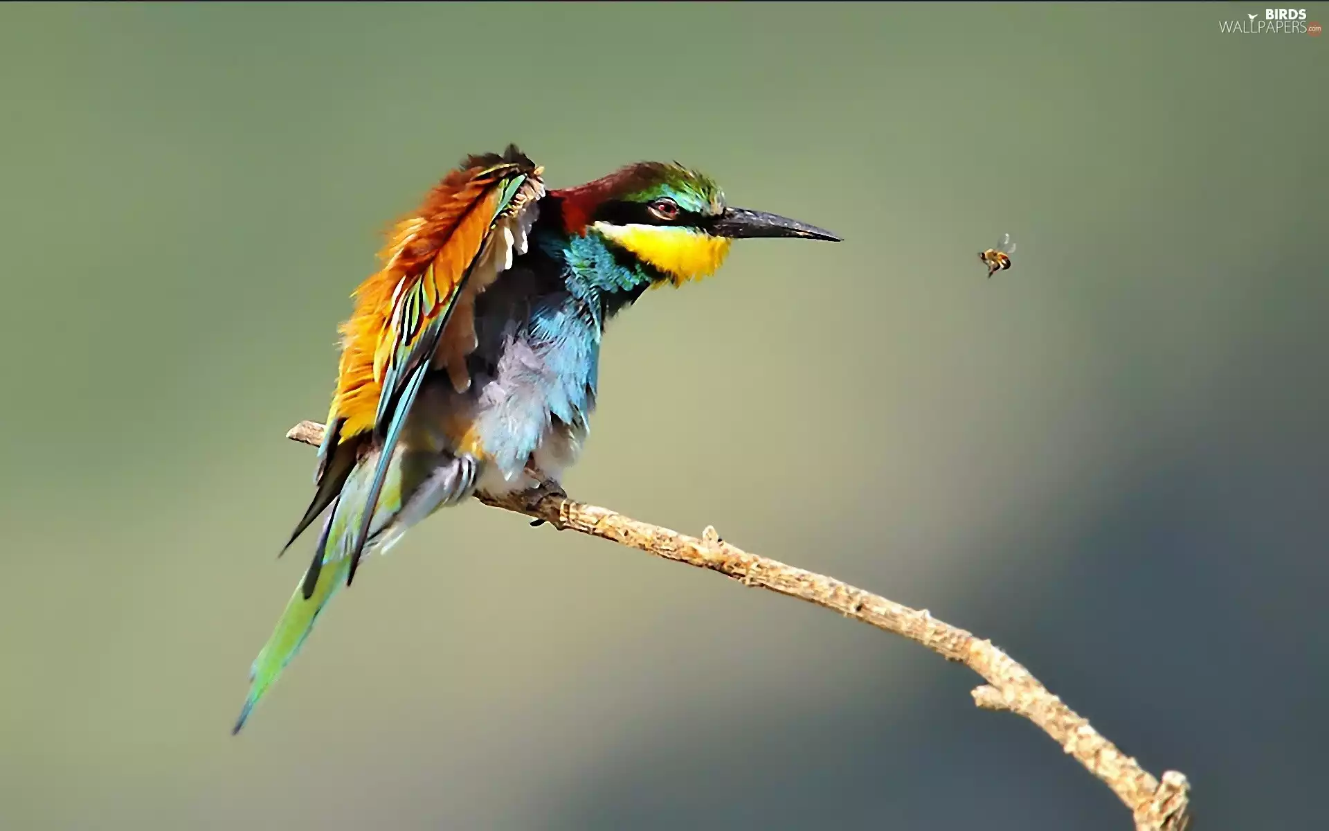 colors, birdies, bow tie
